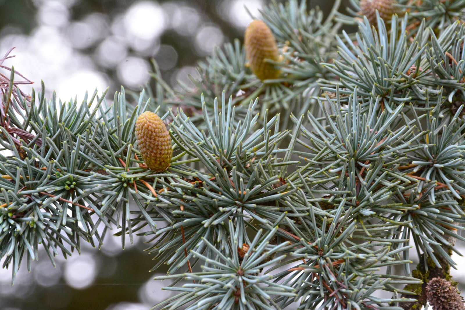 Nikon D7100 sample photo. Fir, cone, fir-cone photography