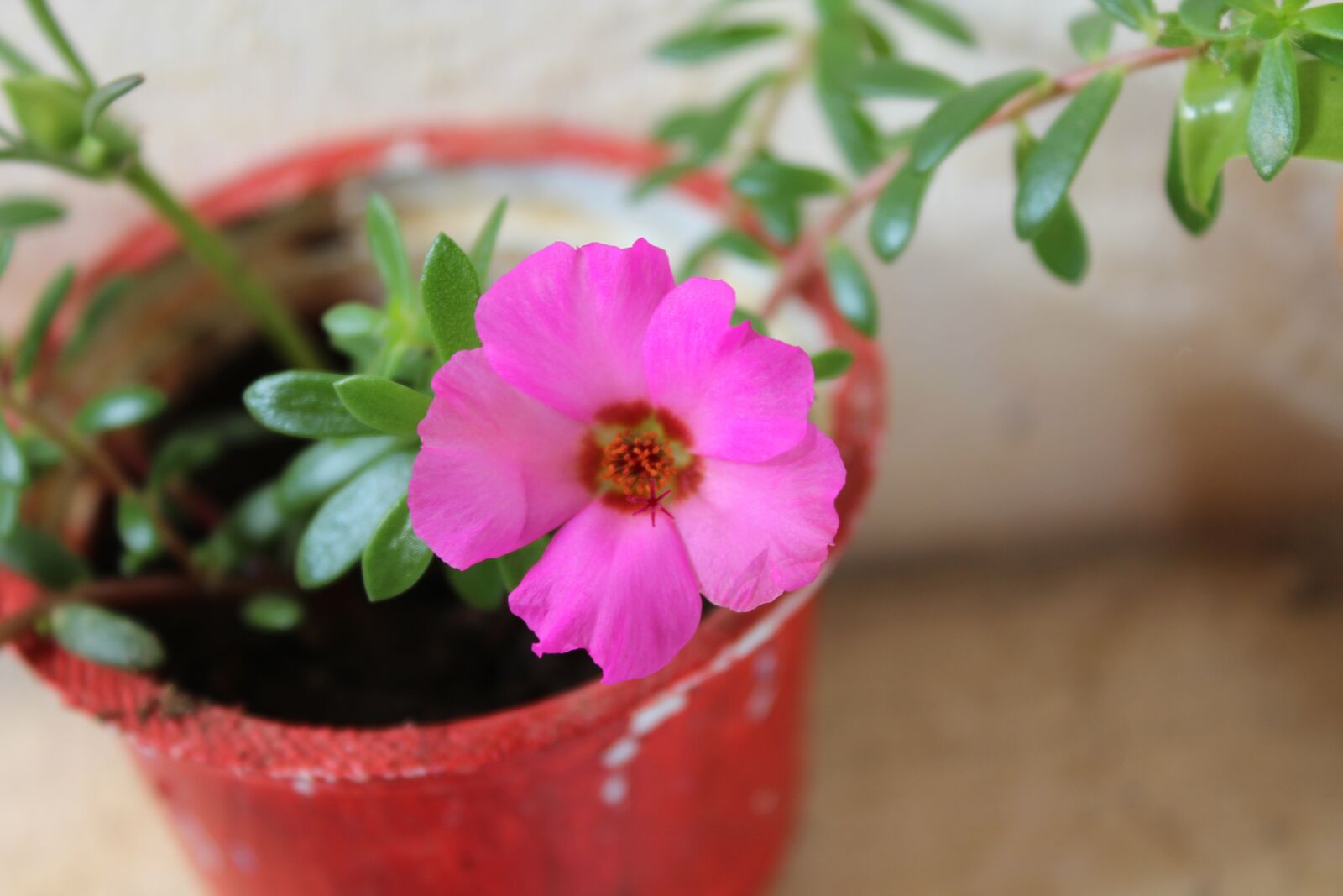 Canon EOS 1200D (EOS Rebel T5 / EOS Kiss X70 / EOS Hi) sample photo. Jug, pink, flower photography
