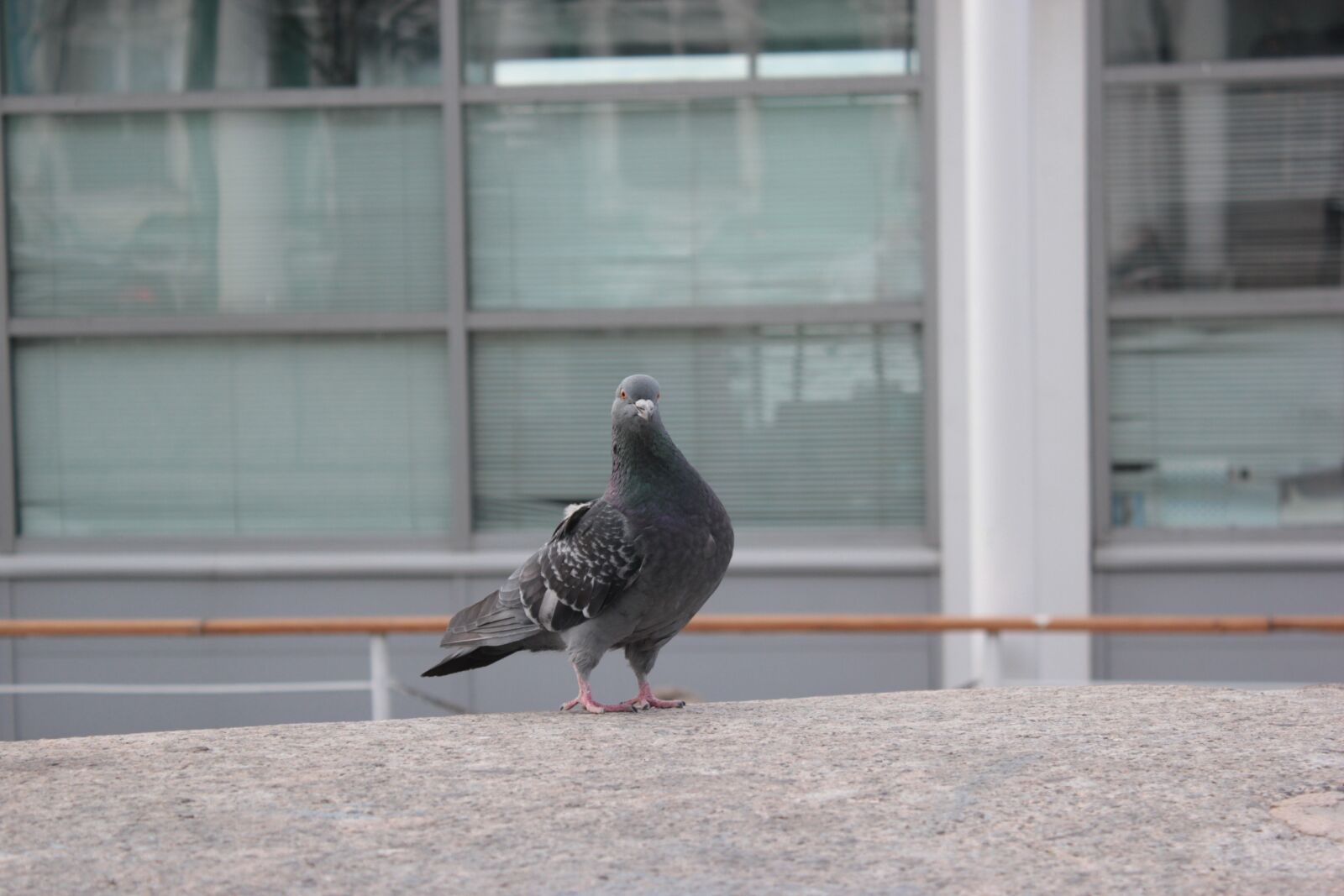 Canon EOS 550D (EOS Rebel T2i / EOS Kiss X4) sample photo. Bird, dove, birds photography