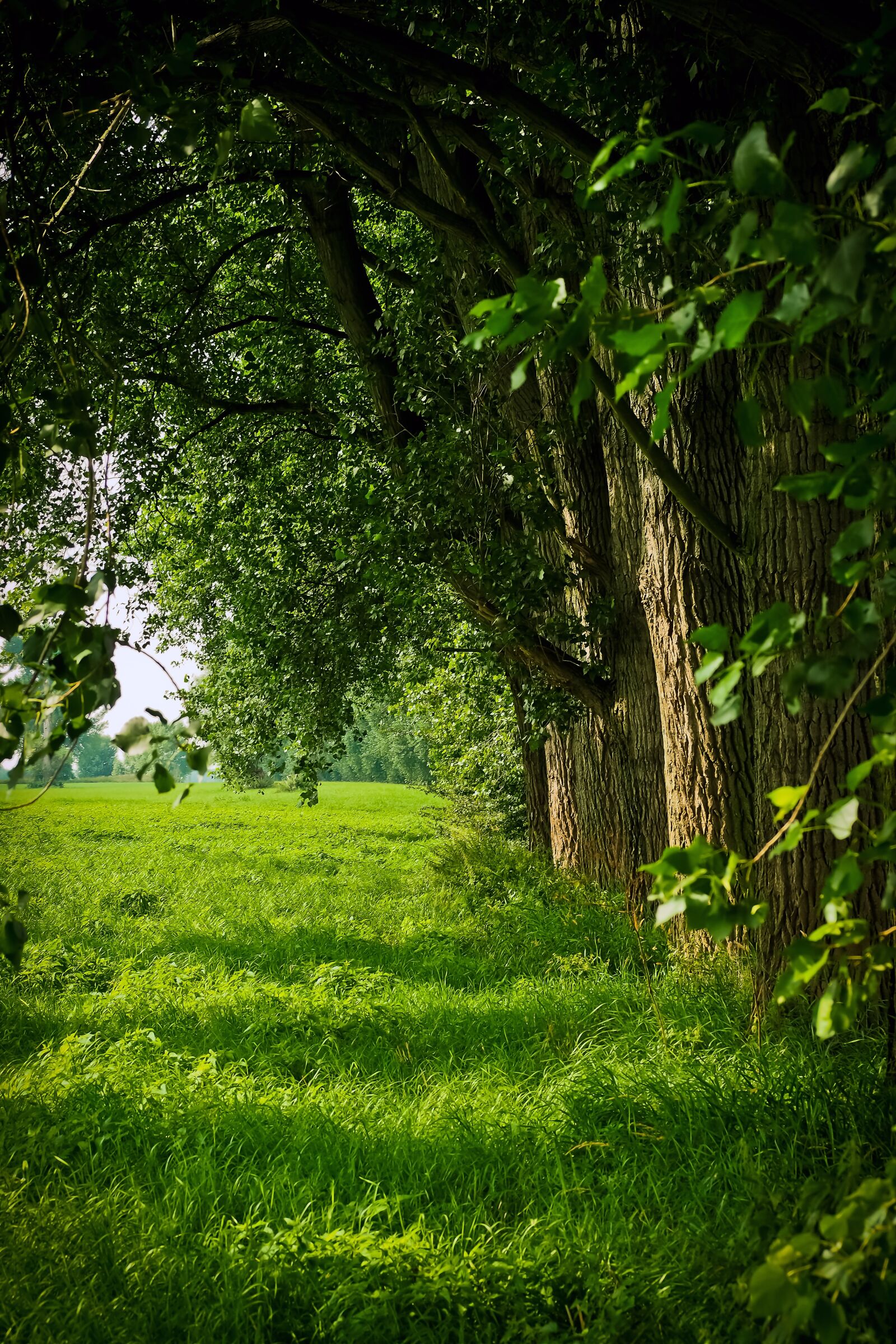 Olympus OM-D E-M10 sample photo. Landscape, nature, forest photography