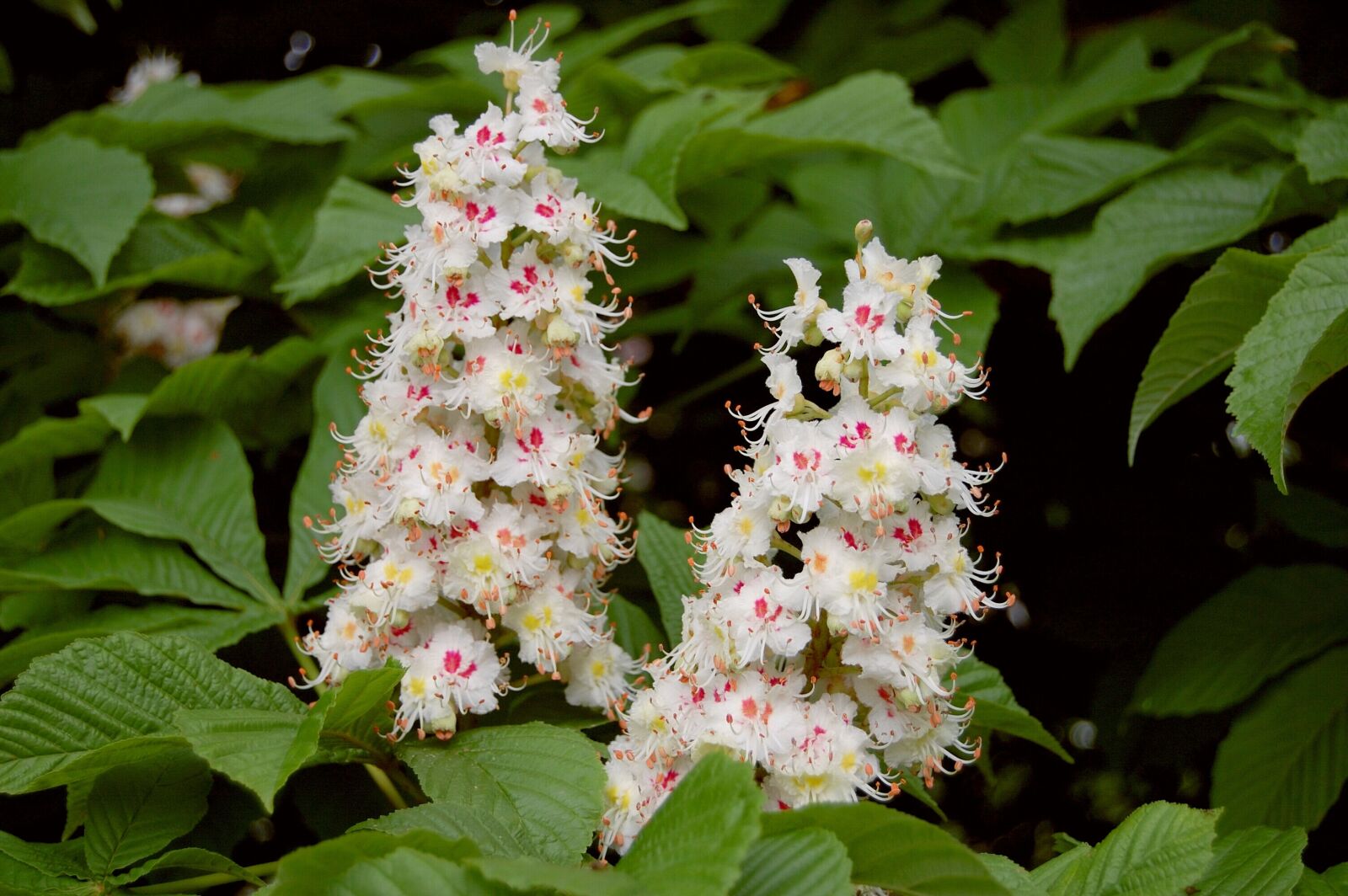 Nikon D40 sample photo. Chestnut, tree, flower photography