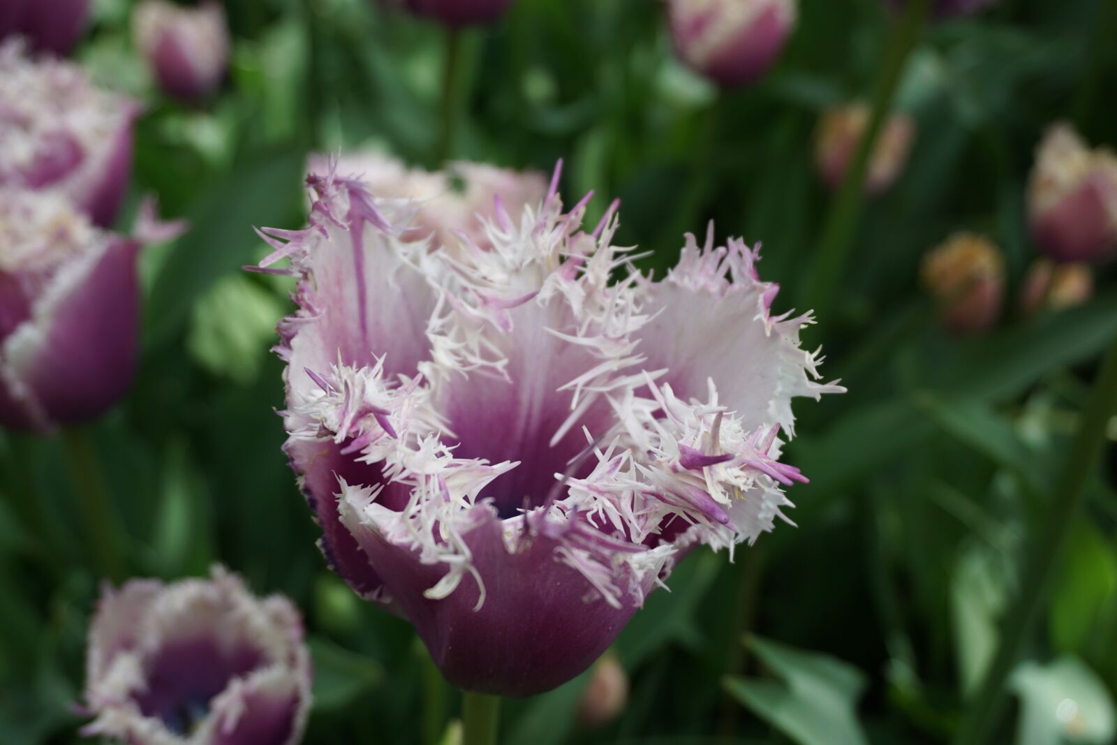 Sony E 16-50mm F3.5-5.6 PZ OSS sample photo. Tulip, purple, spring photography
