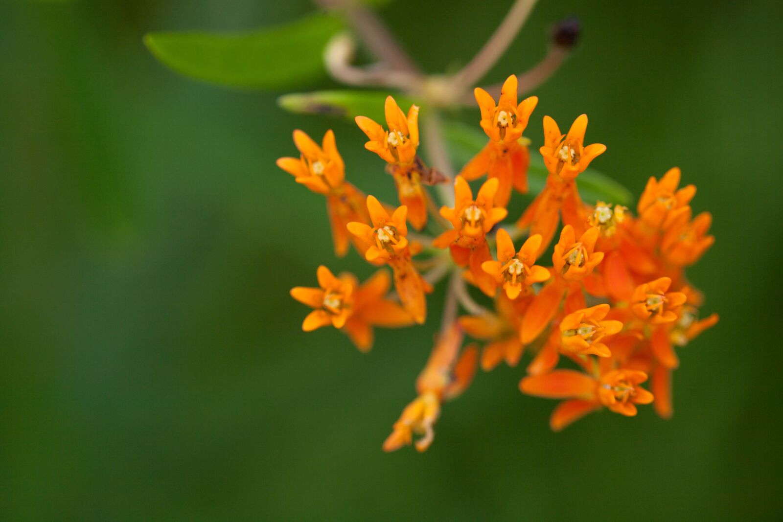 Canon EOS 5D Mark II sample photo. Weed, wildflower, ornage, up-close photography
