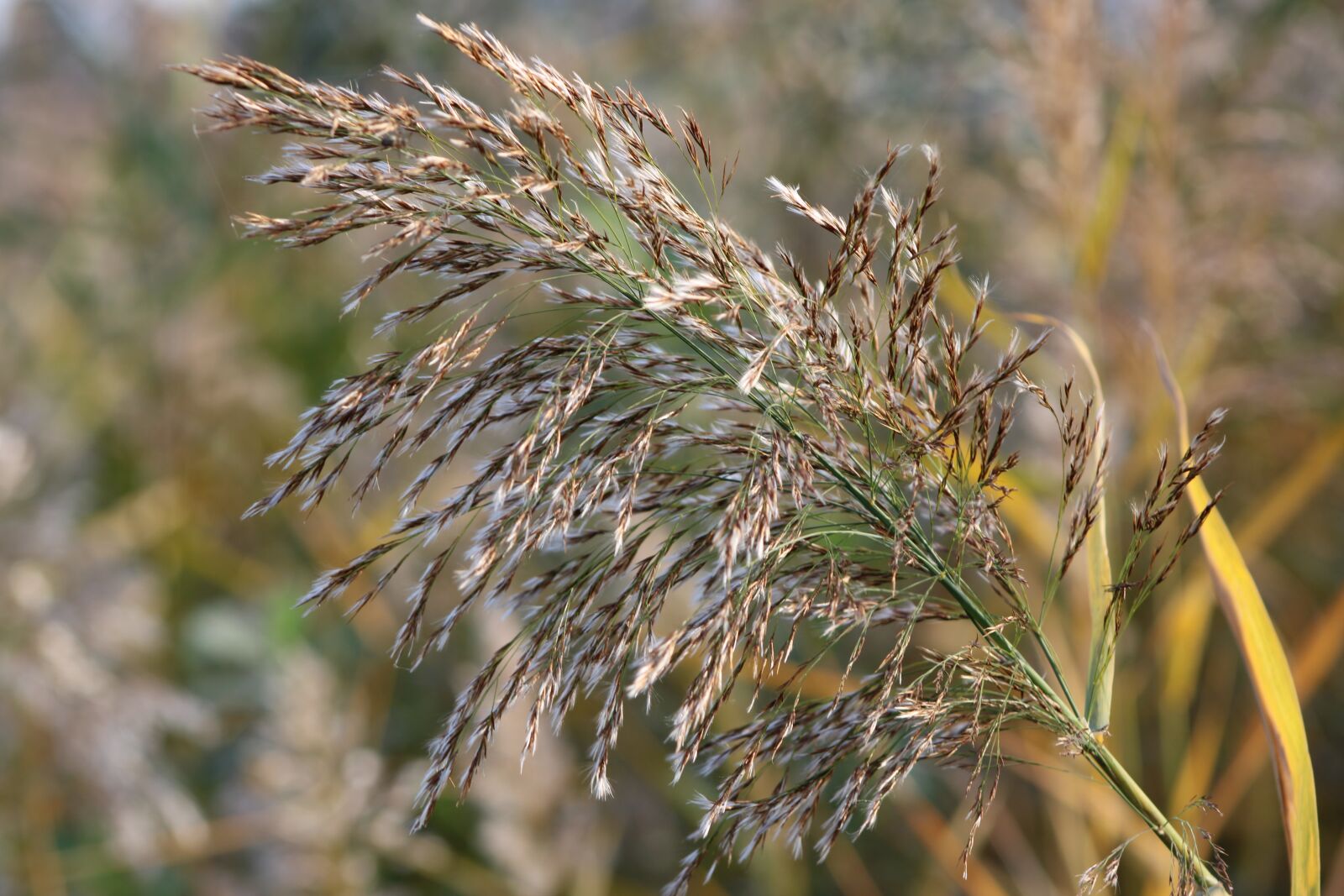 Canon EOS 2000D (EOS Rebel T7 / EOS Kiss X90 / EOS 1500D) sample photo. Reed, plant, grass photography