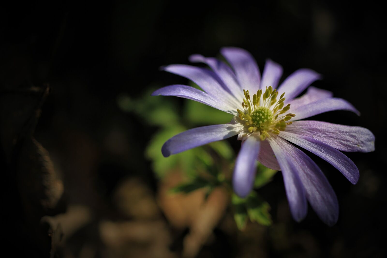 Canon EOS 7D sample photo. Hepatica, common hepatica, three-lobed photography
