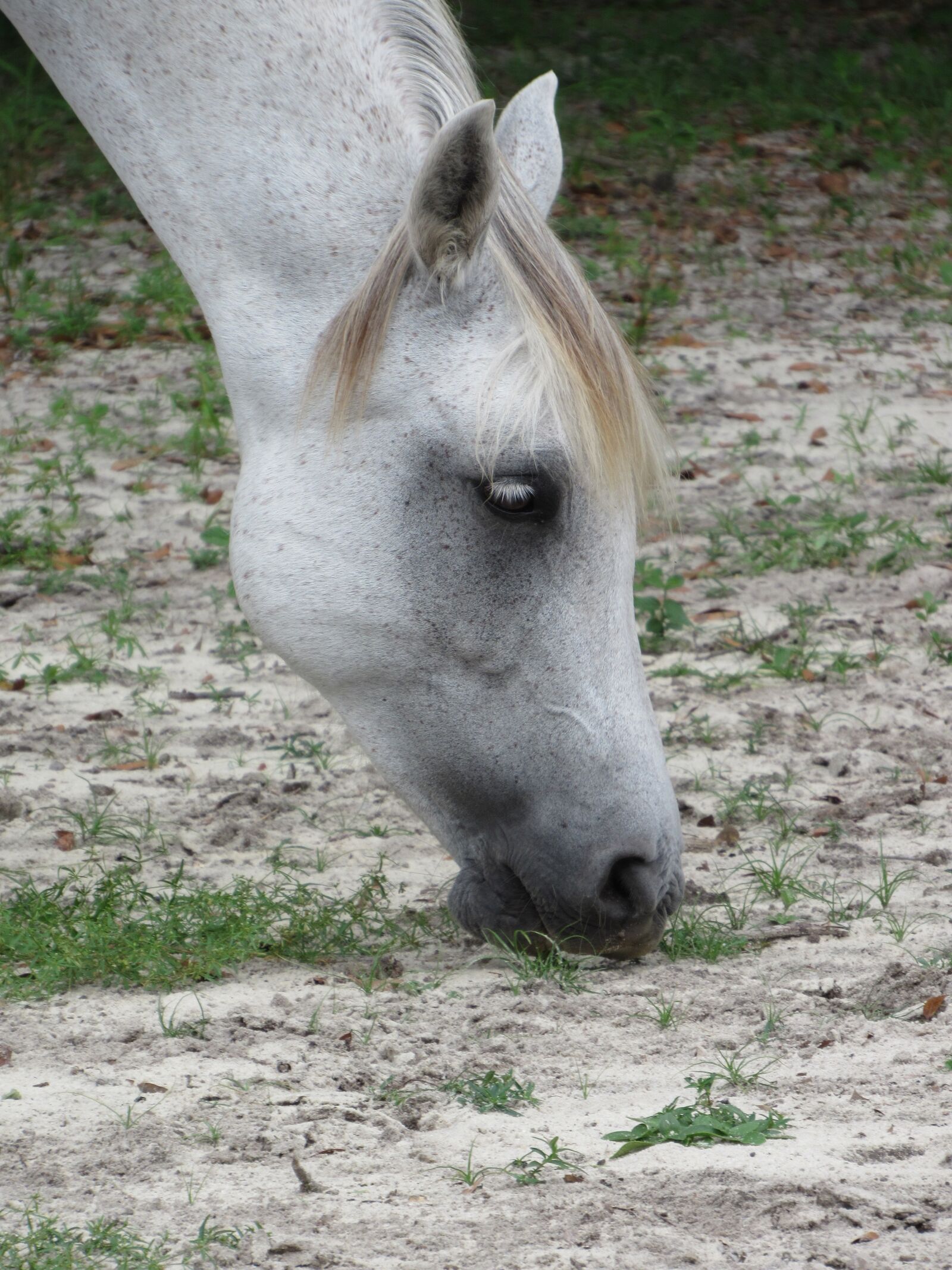 Canon PowerShot SX520 HS sample photo. Horse, sand, munching photography