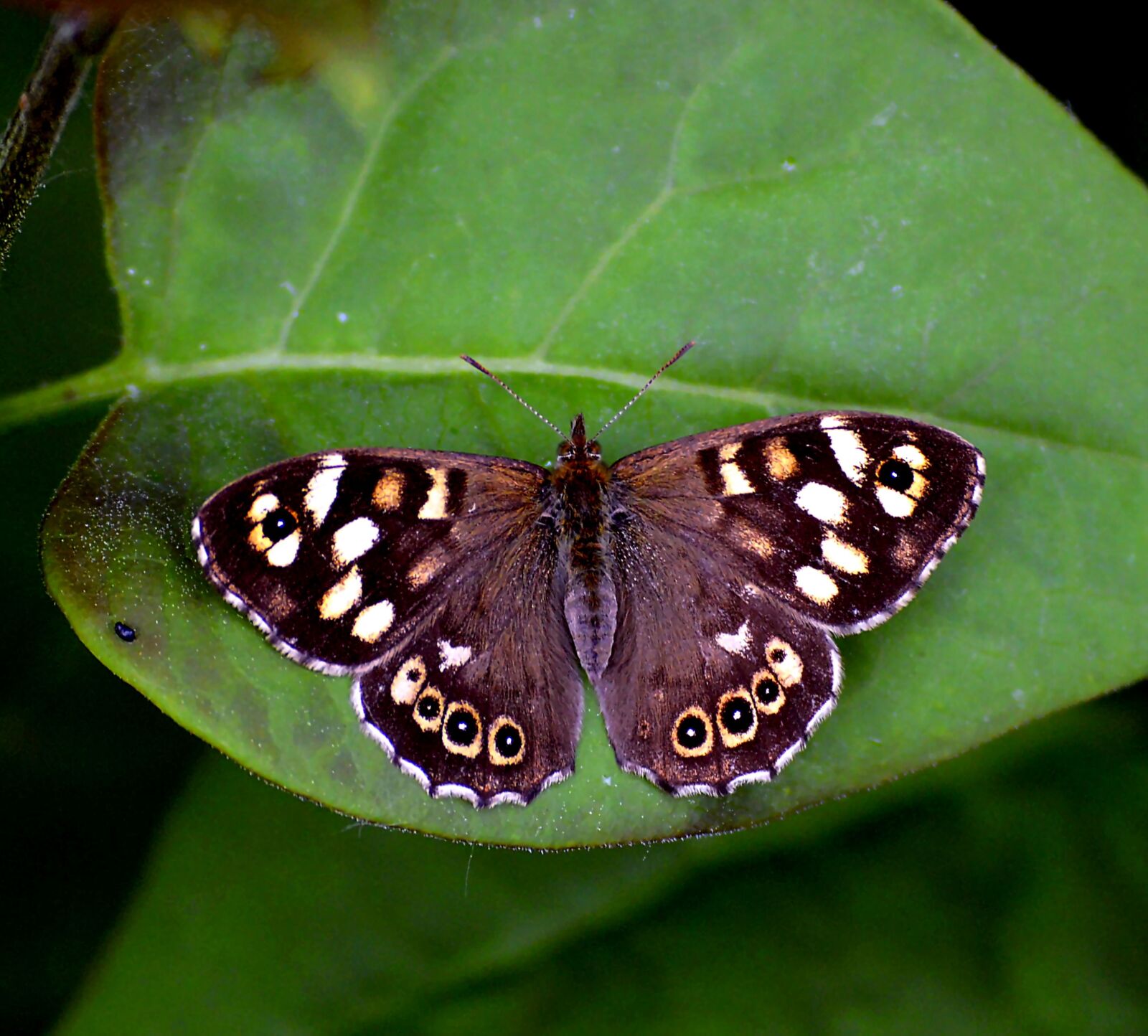 Nikon D3200 sample photo. Scottish speckled wood, speckled photography