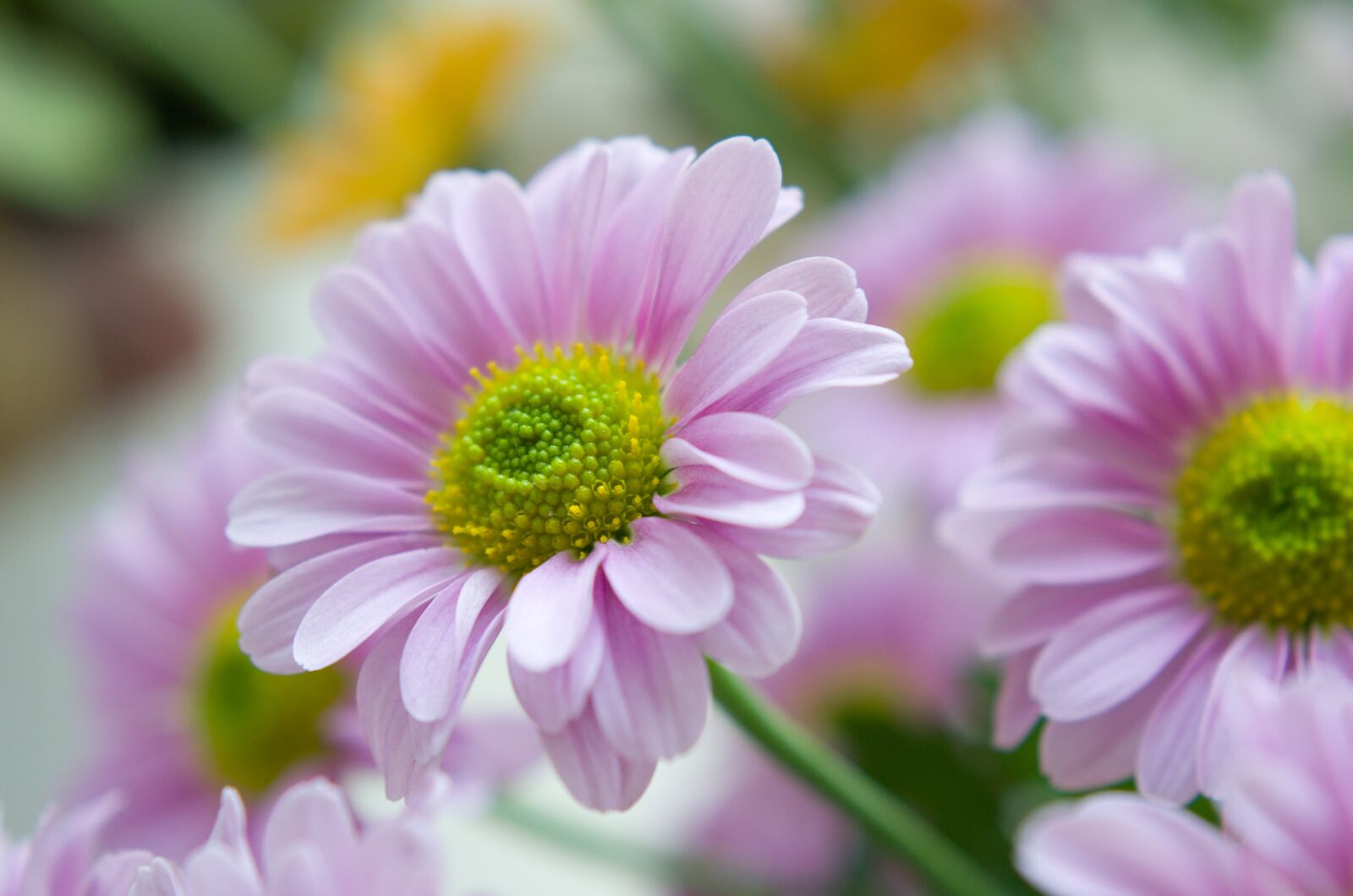 Nikon D7000 sample photo. Chrysantéma, flower, beautiful photography