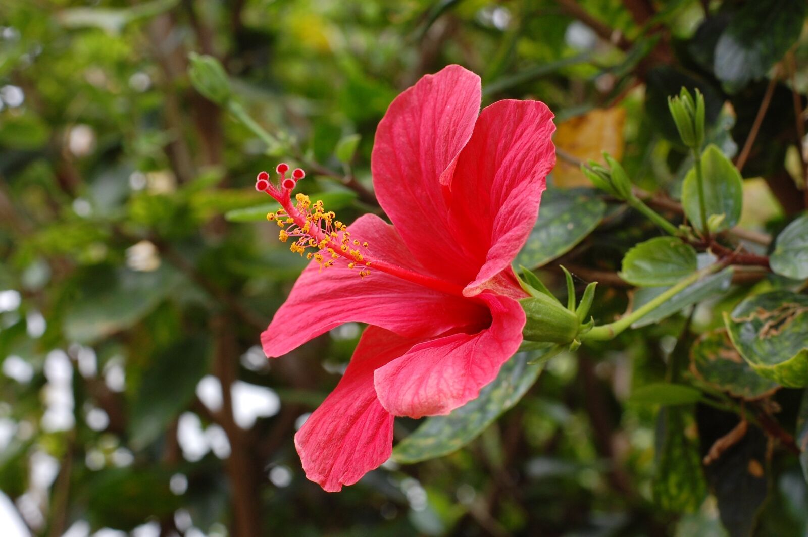 Nikon D40 sample photo. Flower, garden, flowers photography