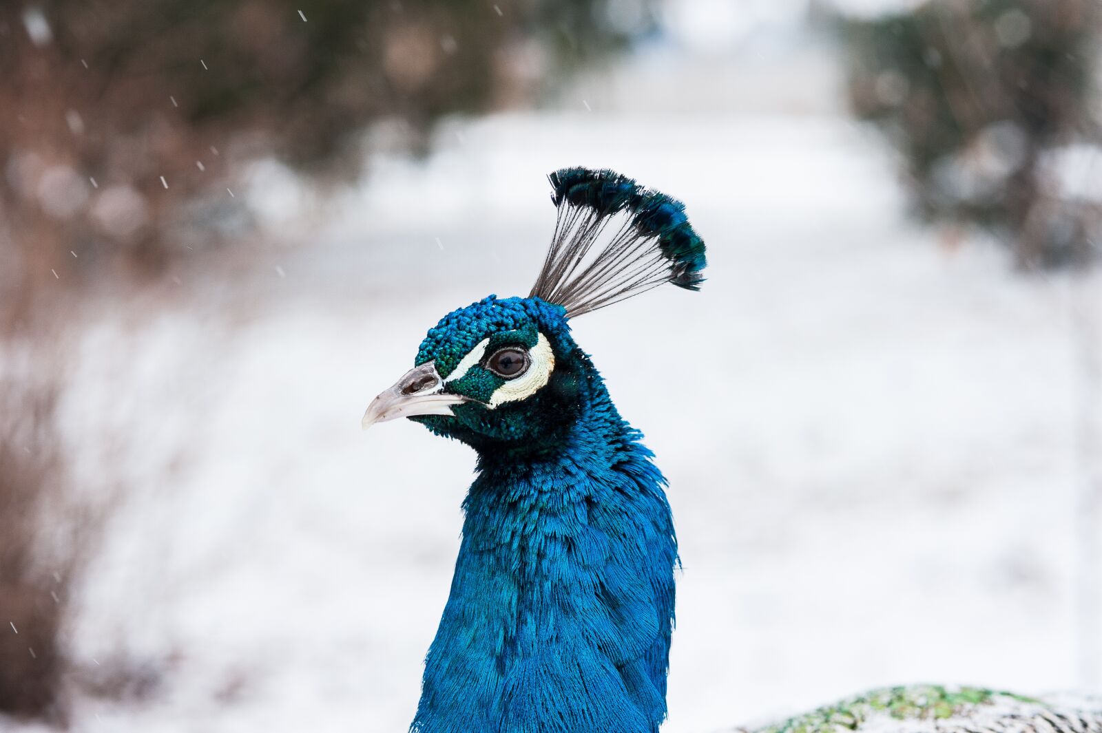 Nikon D700 sample photo. Peacock, bird, feather photography