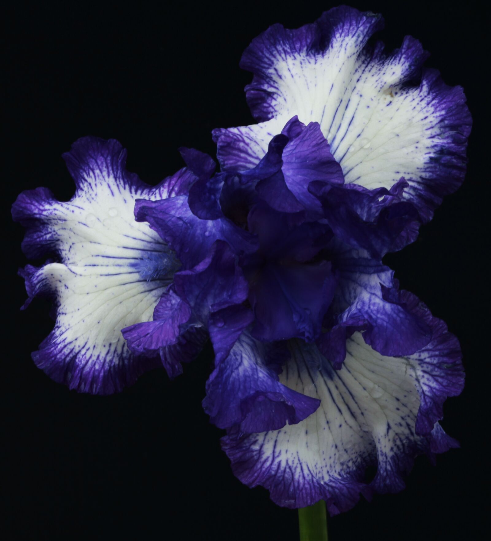 Canon EOS 5D Mark II sample photo. Blooming flowers, blossom, botany photography