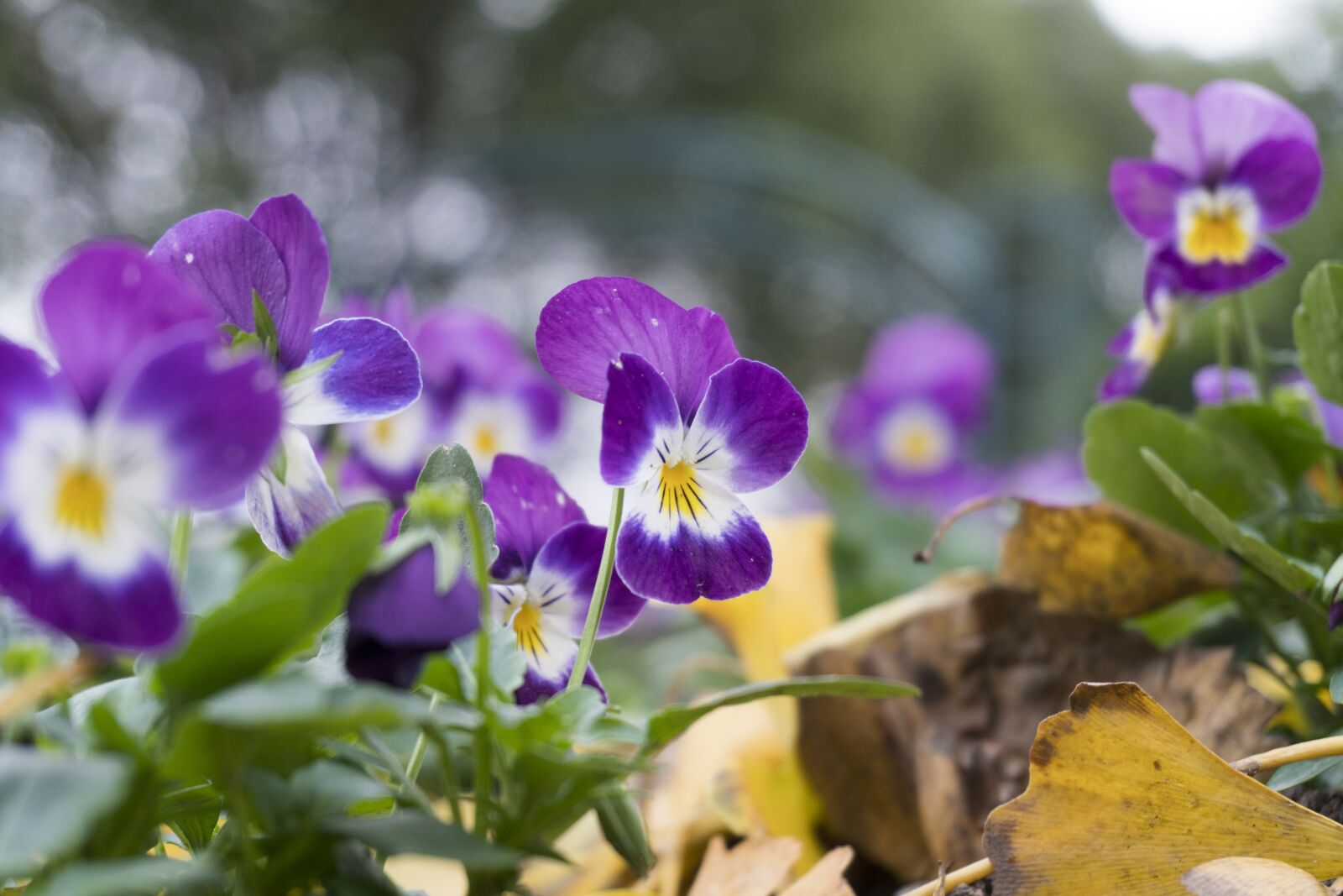 Sony E 16-50mm F3.5-5.6 PZ OSS sample photo. Flower, nature, purple photography