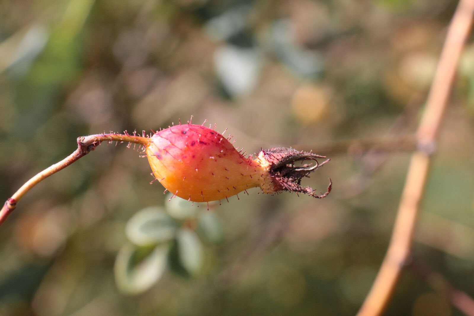 Canon EOS 700D (EOS Rebel T5i / EOS Kiss X7i) sample photo. Rose hip, fruit, plant photography