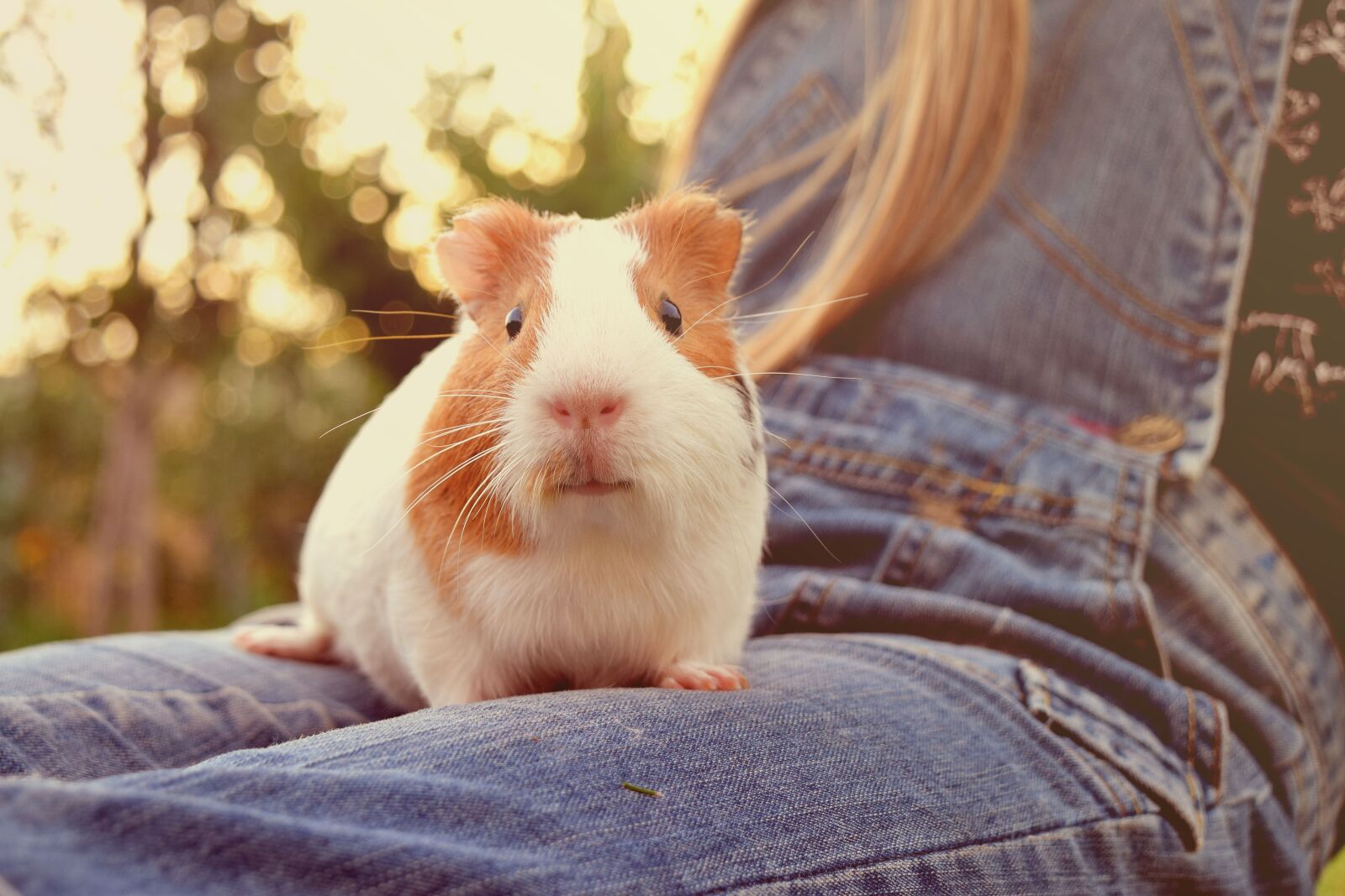 Nikon D3300 sample photo. Guinea, pig, animal photography