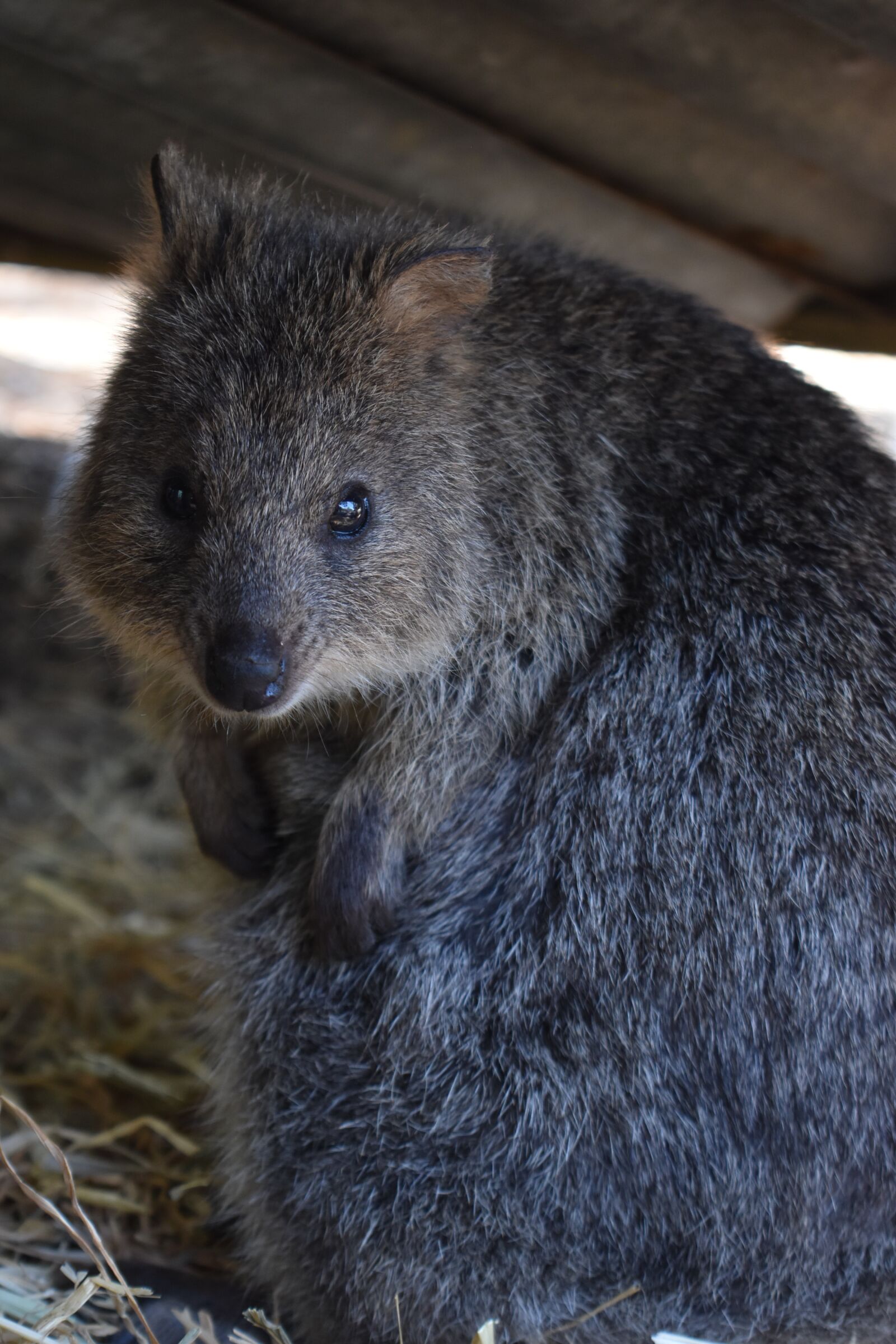 Nikon D3500 sample photo. Quokka, adelaide, zoo photography