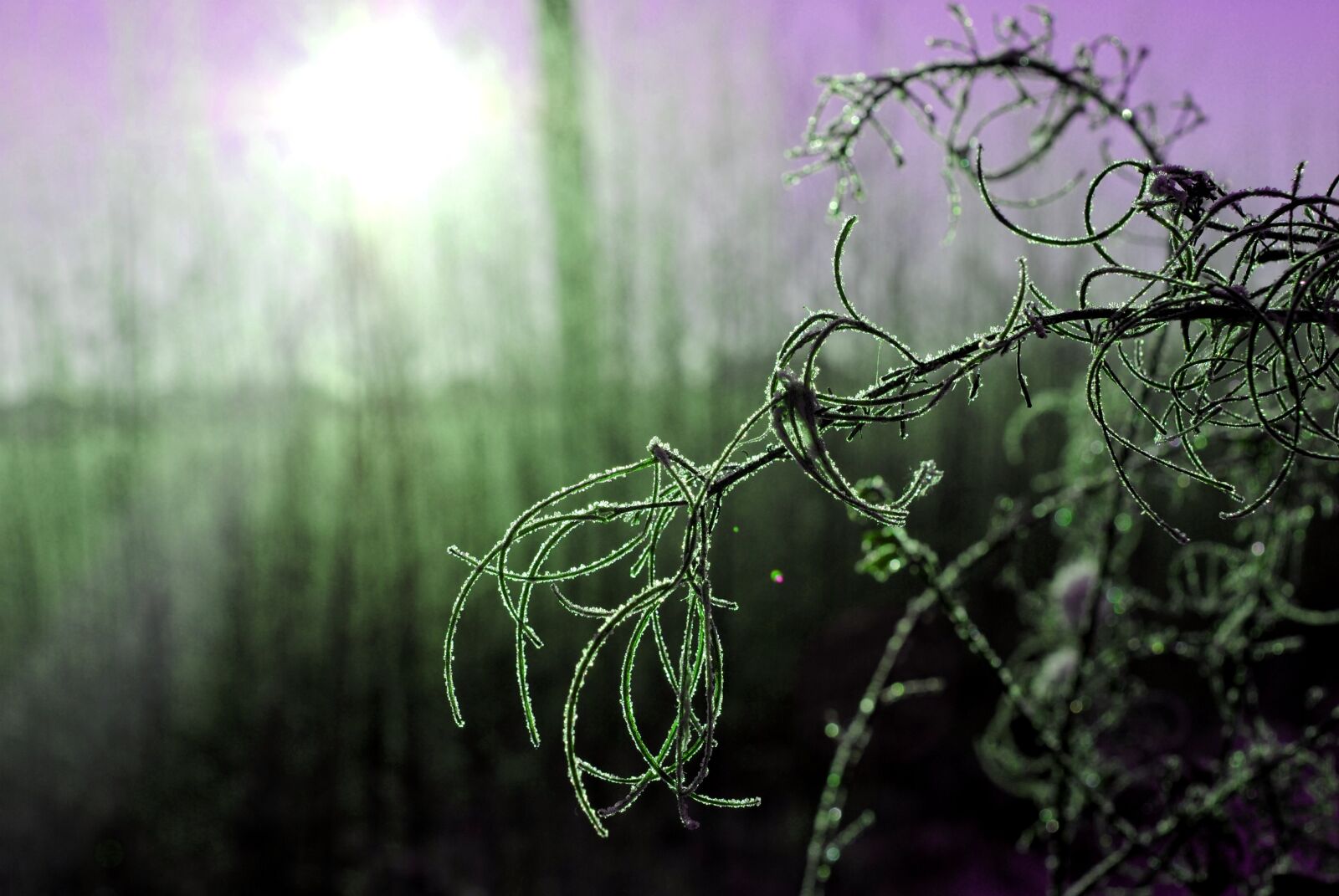 Nikon D3000 sample photo. Winter, snow, nature photography