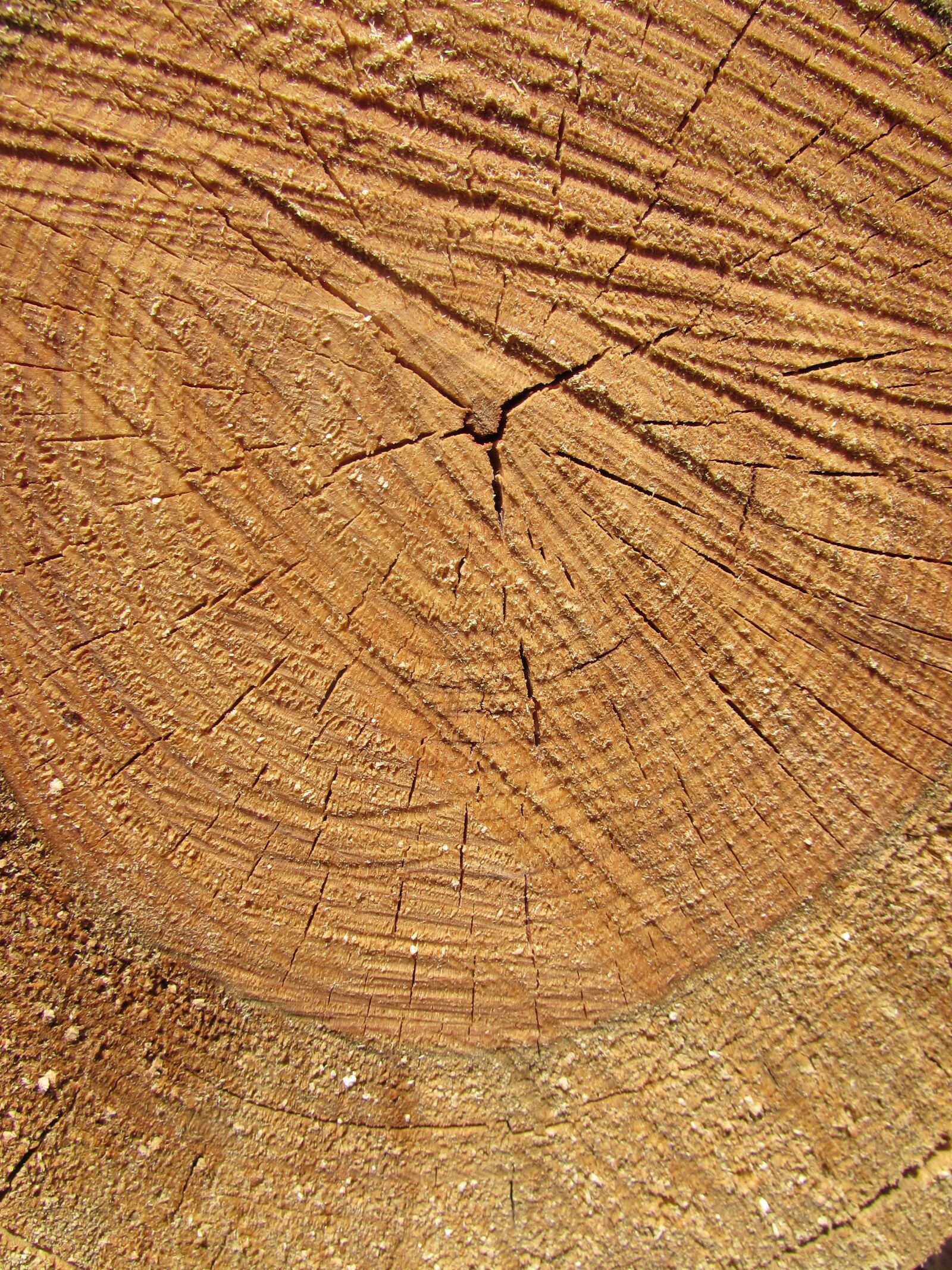 Canon PowerShot SX510 HS sample photo. Wood, tree, nature photography
