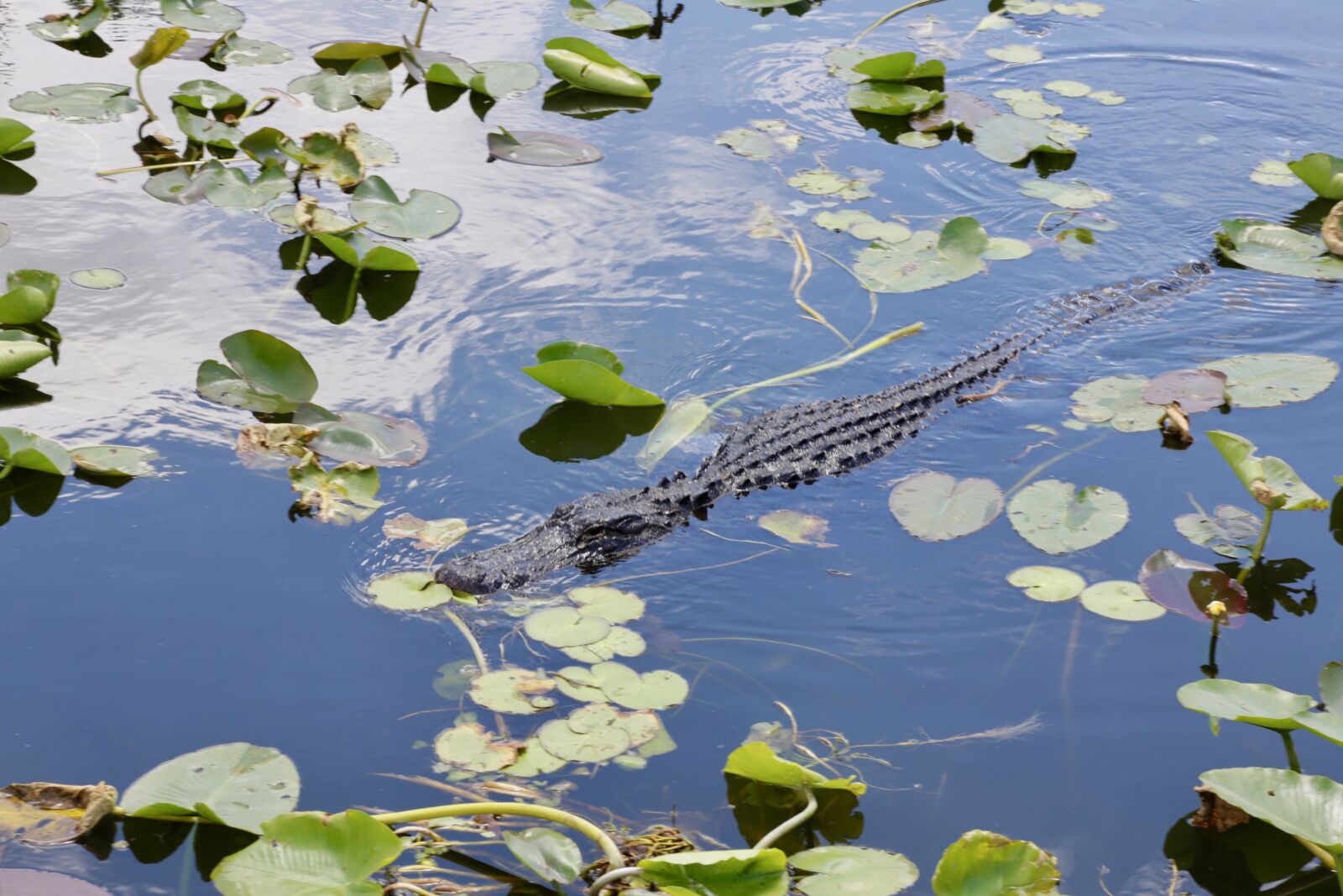 Canon EF 24-105mm F4L IS USM sample photo. Alligator, florida, reptile photography