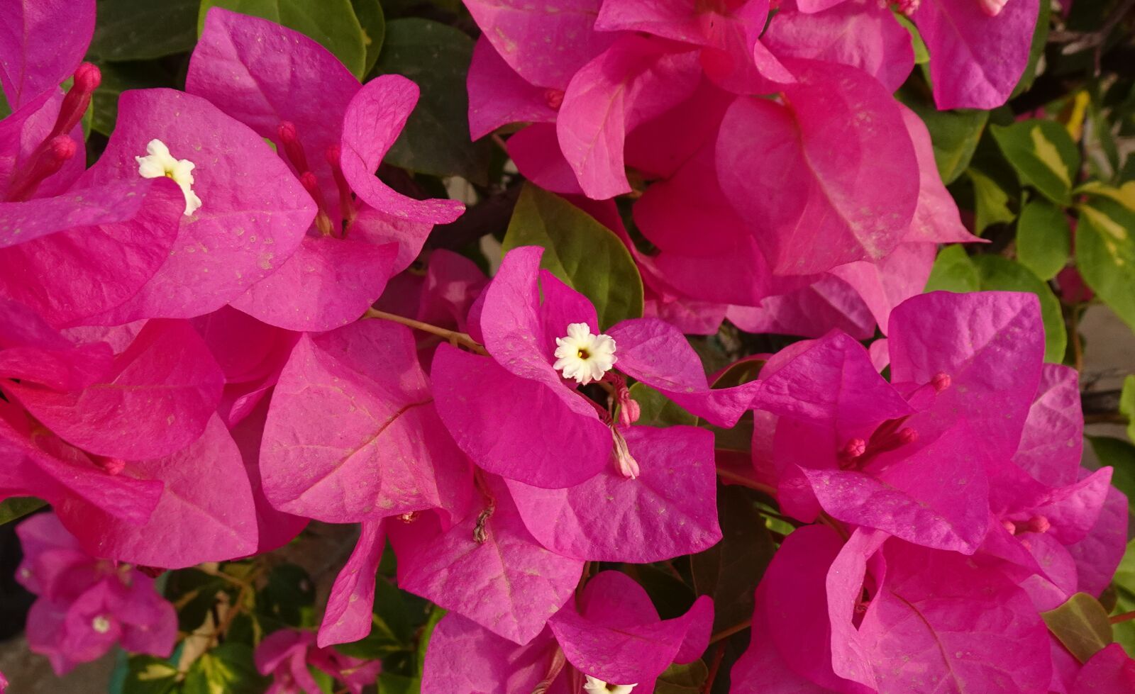 Sony DSC-WX800 sample photo. Flower, bougainvillea spectabilis, pink photography