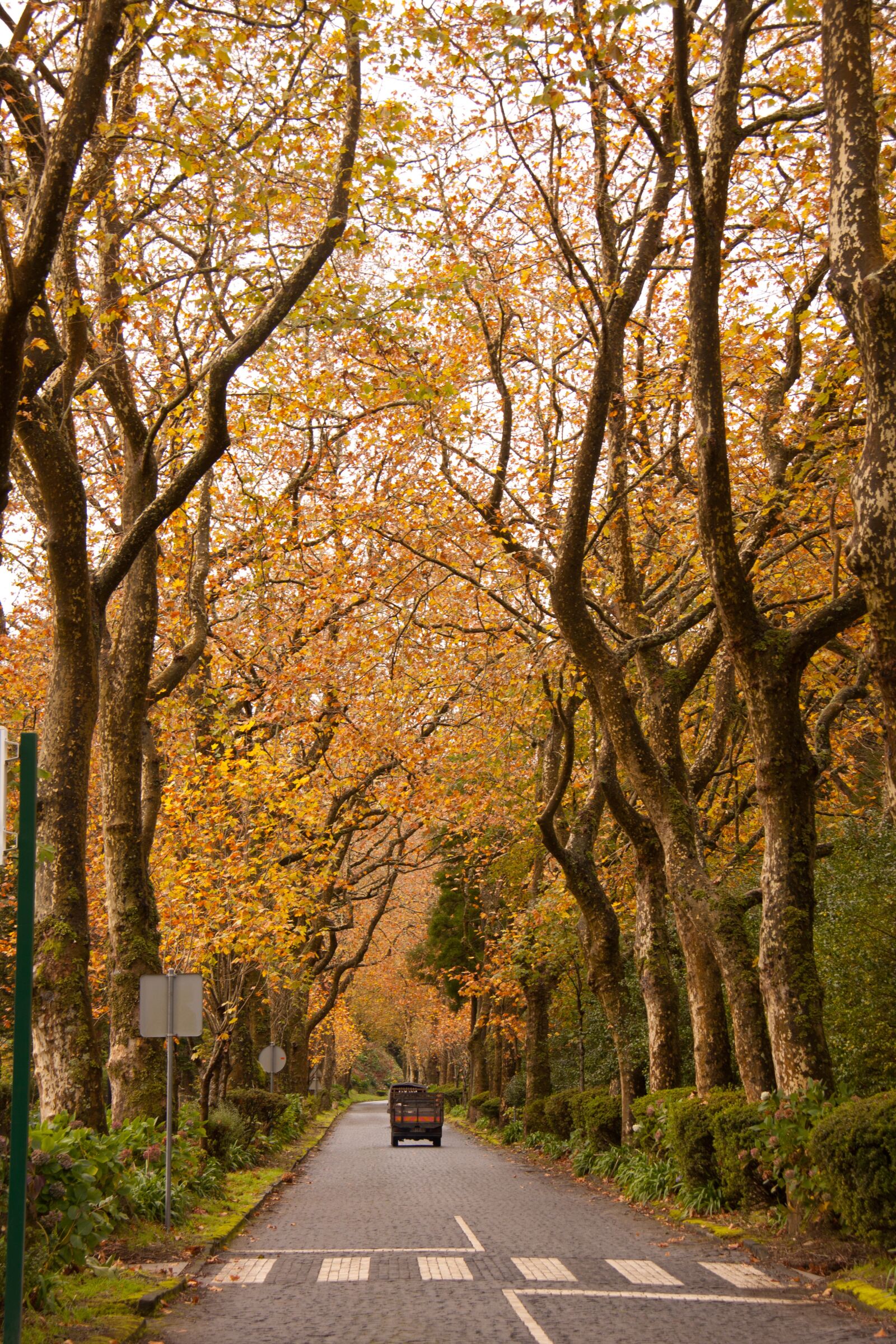 Canon EOS 50D sample photo. Autumn, forest, woods photography