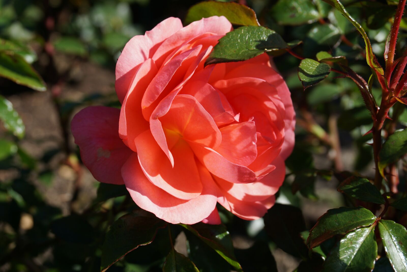 Sony a6000 sample photo. Rose, flowers, orange photography