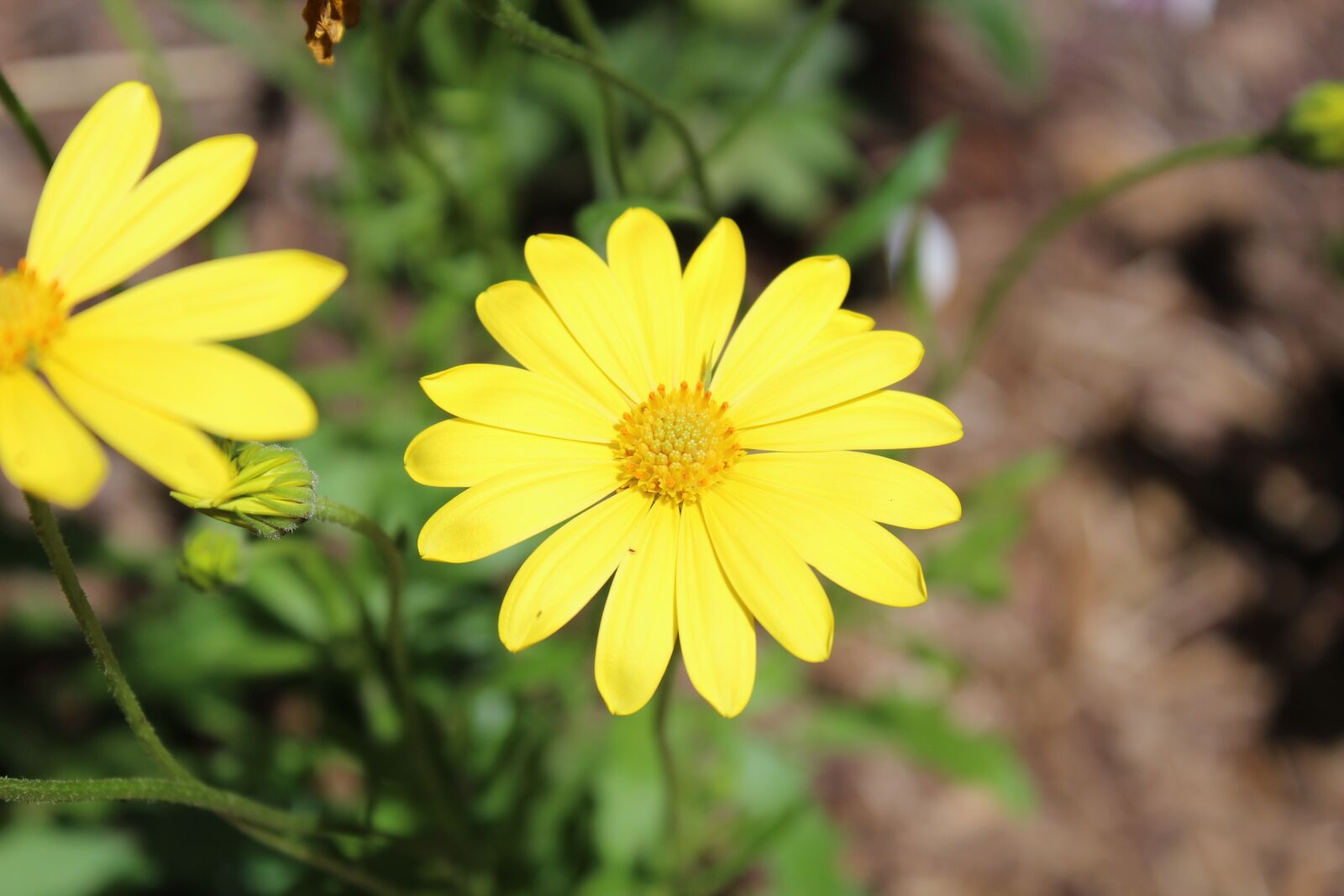 Canon EOS 1200D (EOS Rebel T5 / EOS Kiss X70 / EOS Hi) sample photo. Nature, wildflower, flower photography