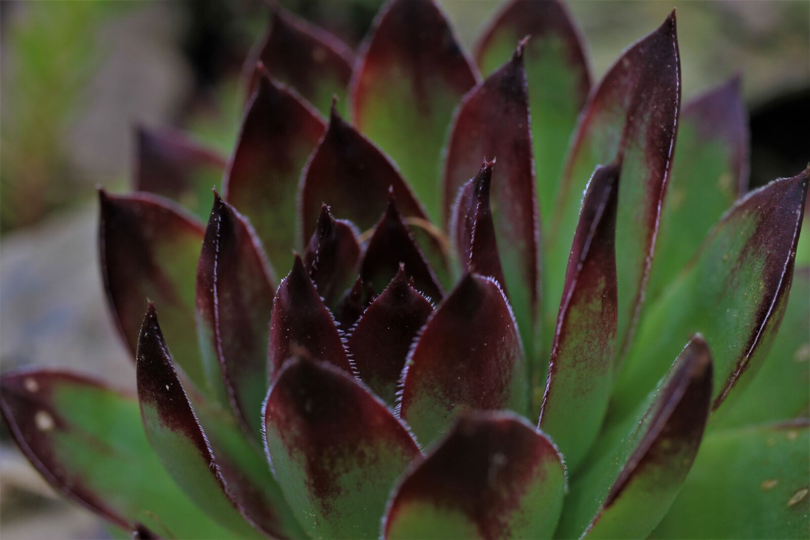 Canon EF-S 35mm F2.8 Macro IS STM sample photo. Roof houseleek, stonecrop family photography