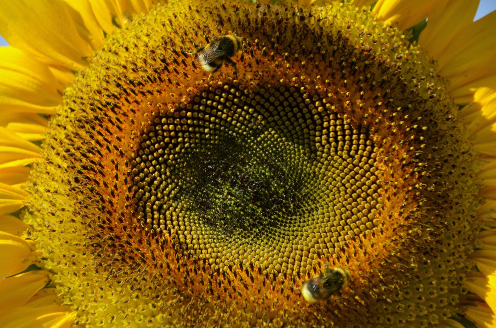 Nikon D5100 sample photo. Sunflower, summer, plant photography