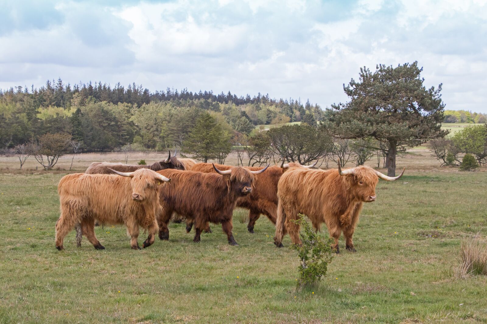 Canon EOS 80D sample photo. Cattle, scottish, highland cattle photography