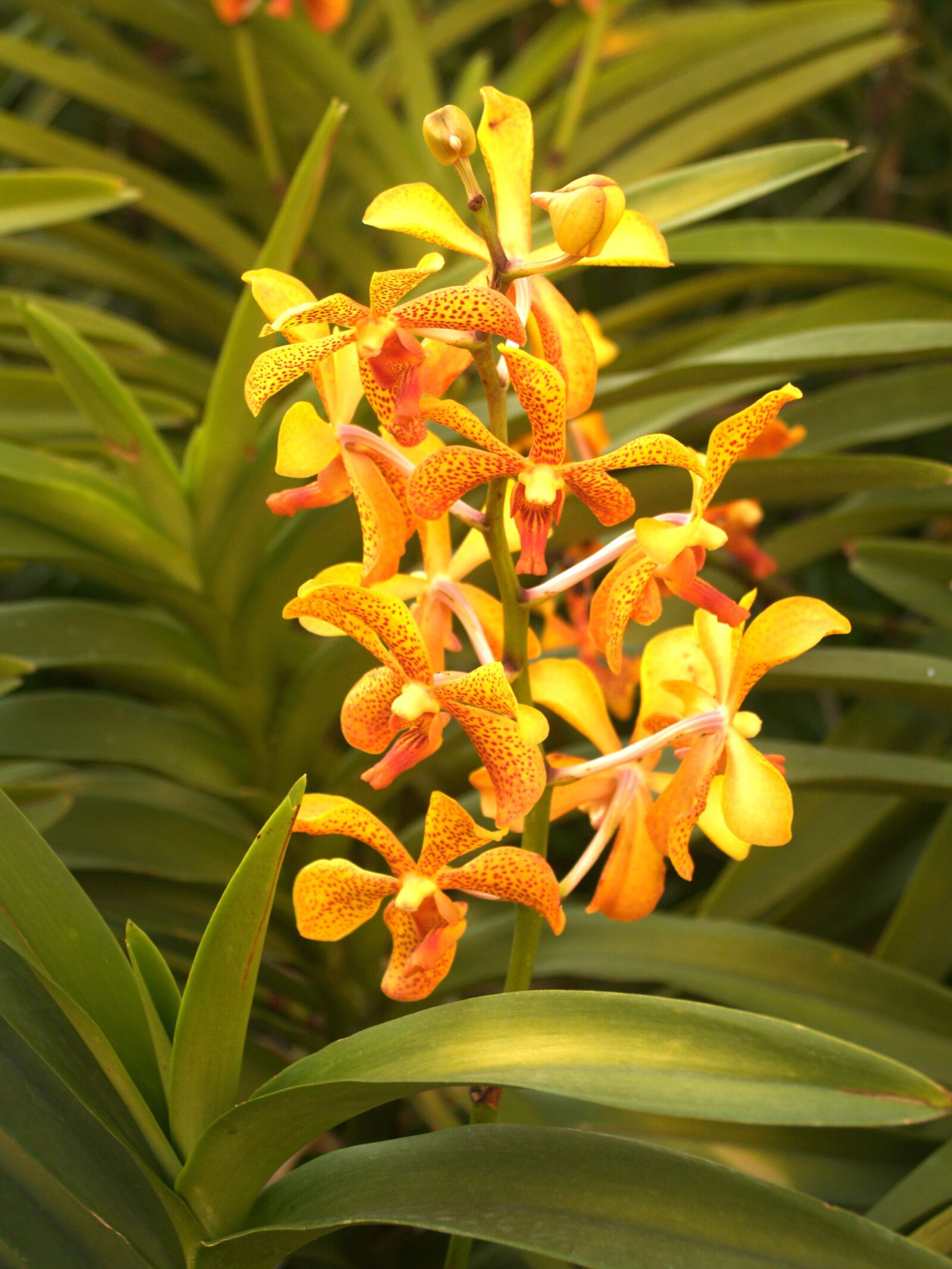 Olympus E-300 (EVOLT E-300) sample photo. Orchid, flower, bright photography