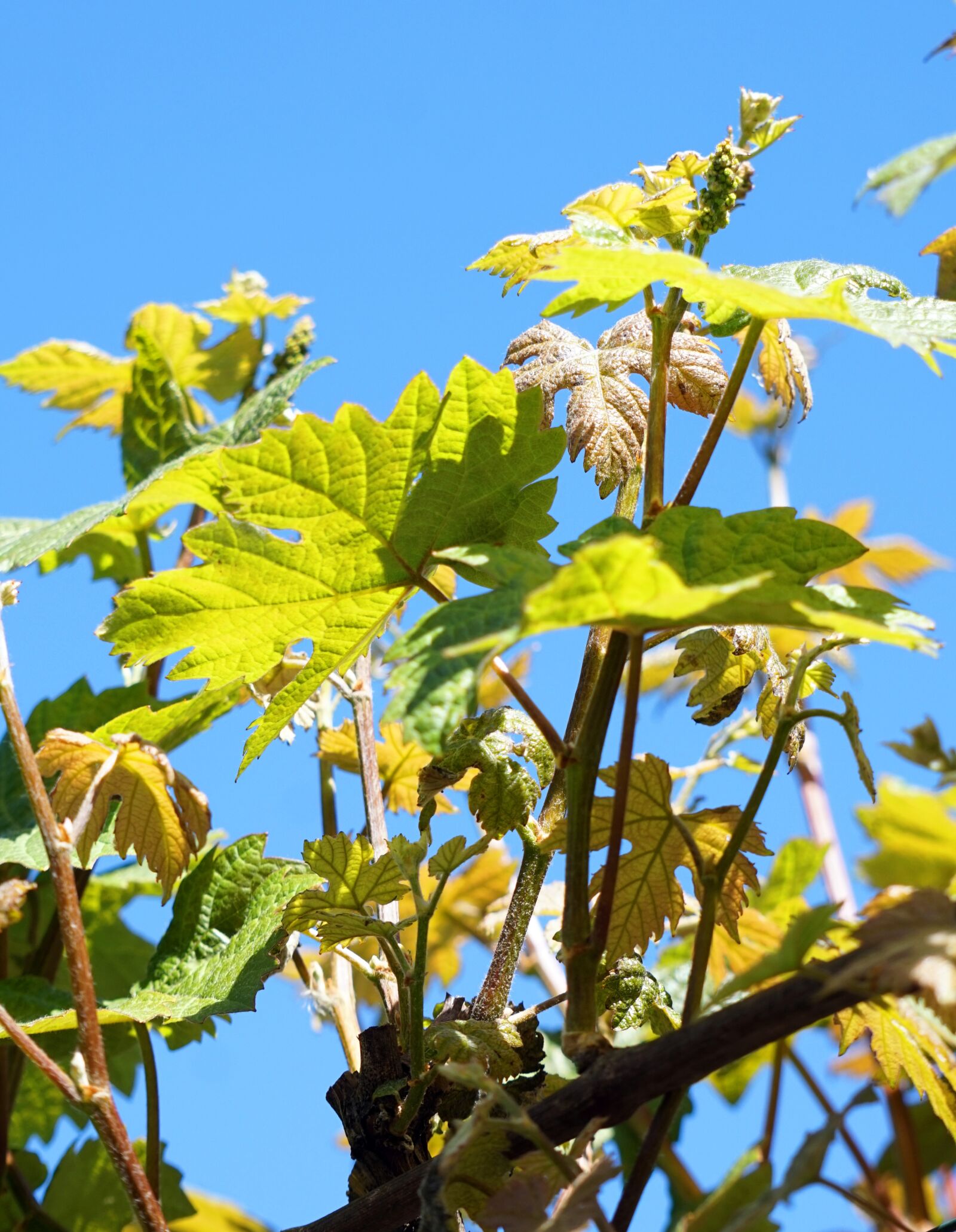 Sony Alpha a5000 (ILCE 5000) + Sony E 55-210mm F4.5-6.3 OSS sample photo. Vine, wine, leaf photography
