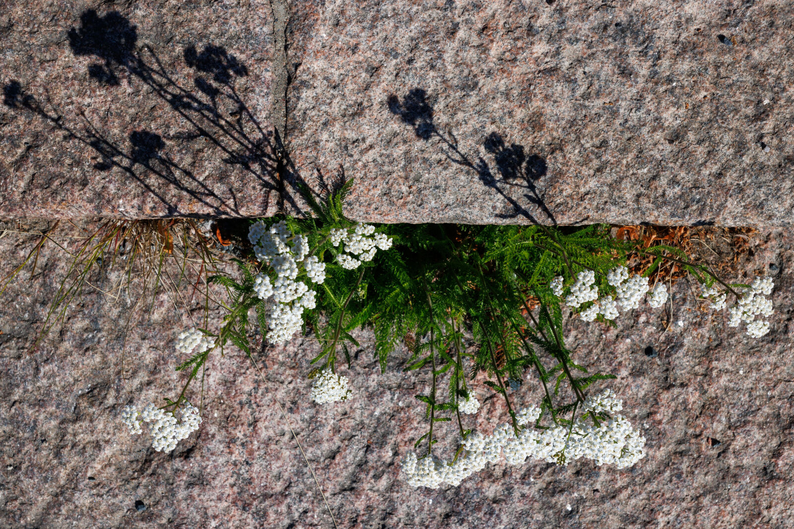 Canon EOS R7 sample photo. Flower shadow photography