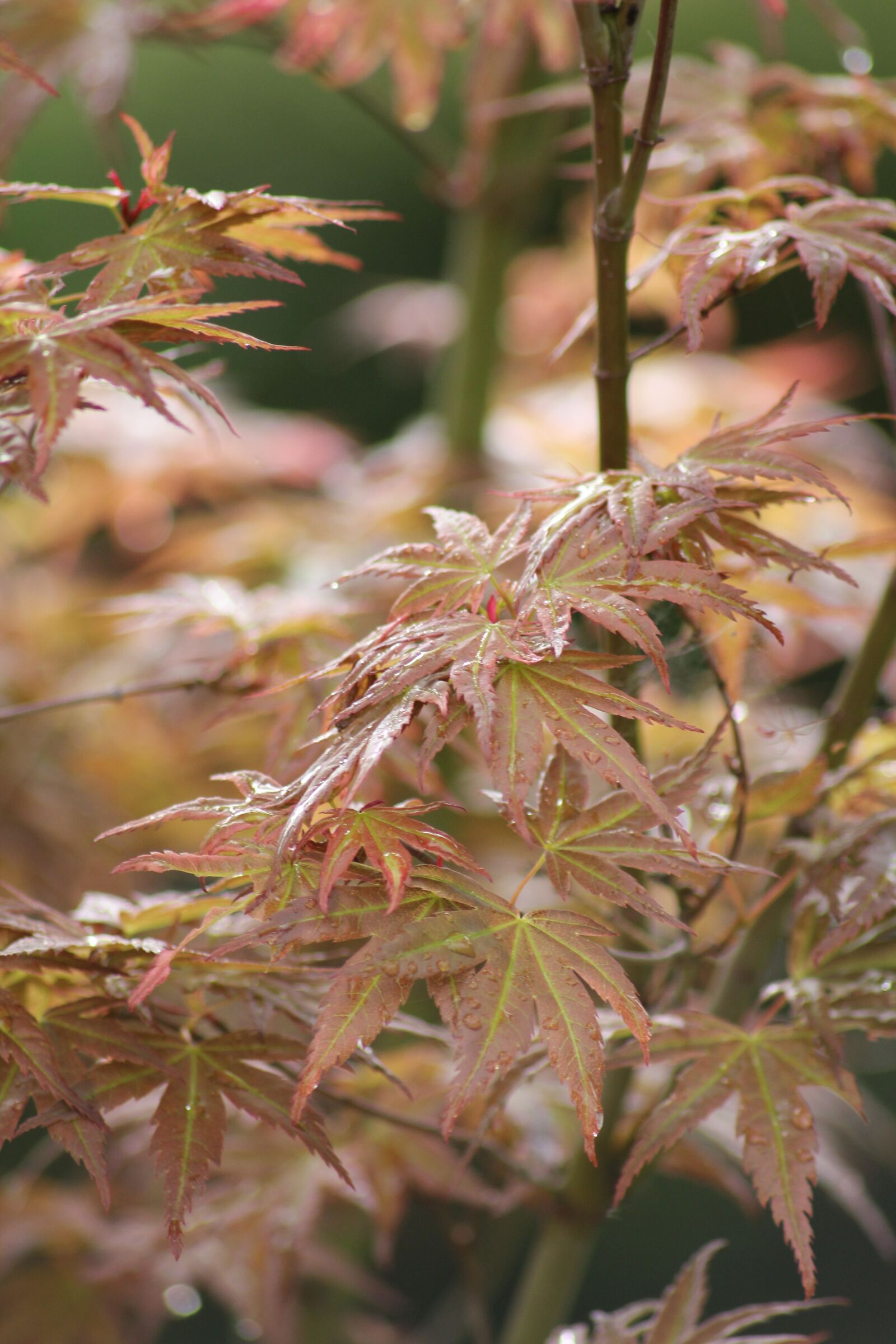 Canon EOS 550D (EOS Rebel T2i / EOS Kiss X4) sample photo. Maple, japan, leaves photography