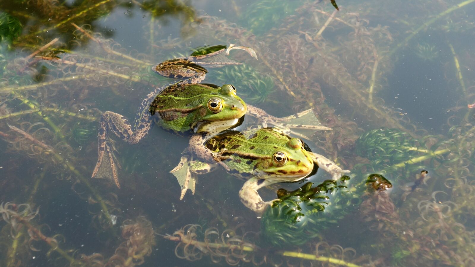 Sony Cyber-shot DSC-RX100 sample photo. Frogs, propagation, mate photography