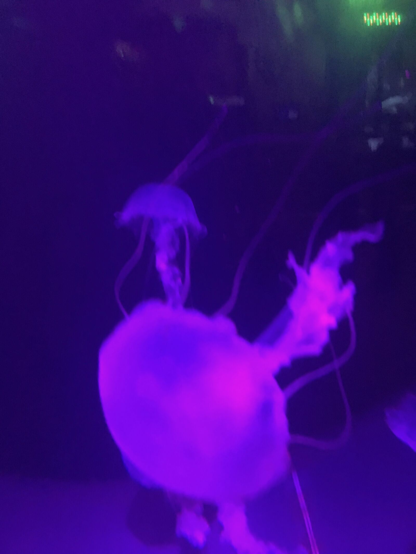 iPhone SE back camera 4.15mm f/2.2 sample photo. Purple, abstract, jellyfish photography