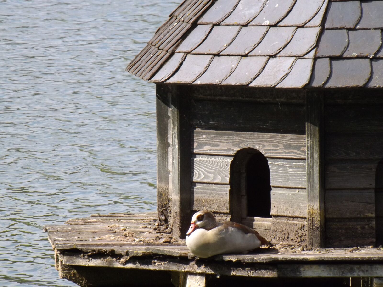 Fujifilm FinePix S4500 sample photo. Duck, water, lake photography