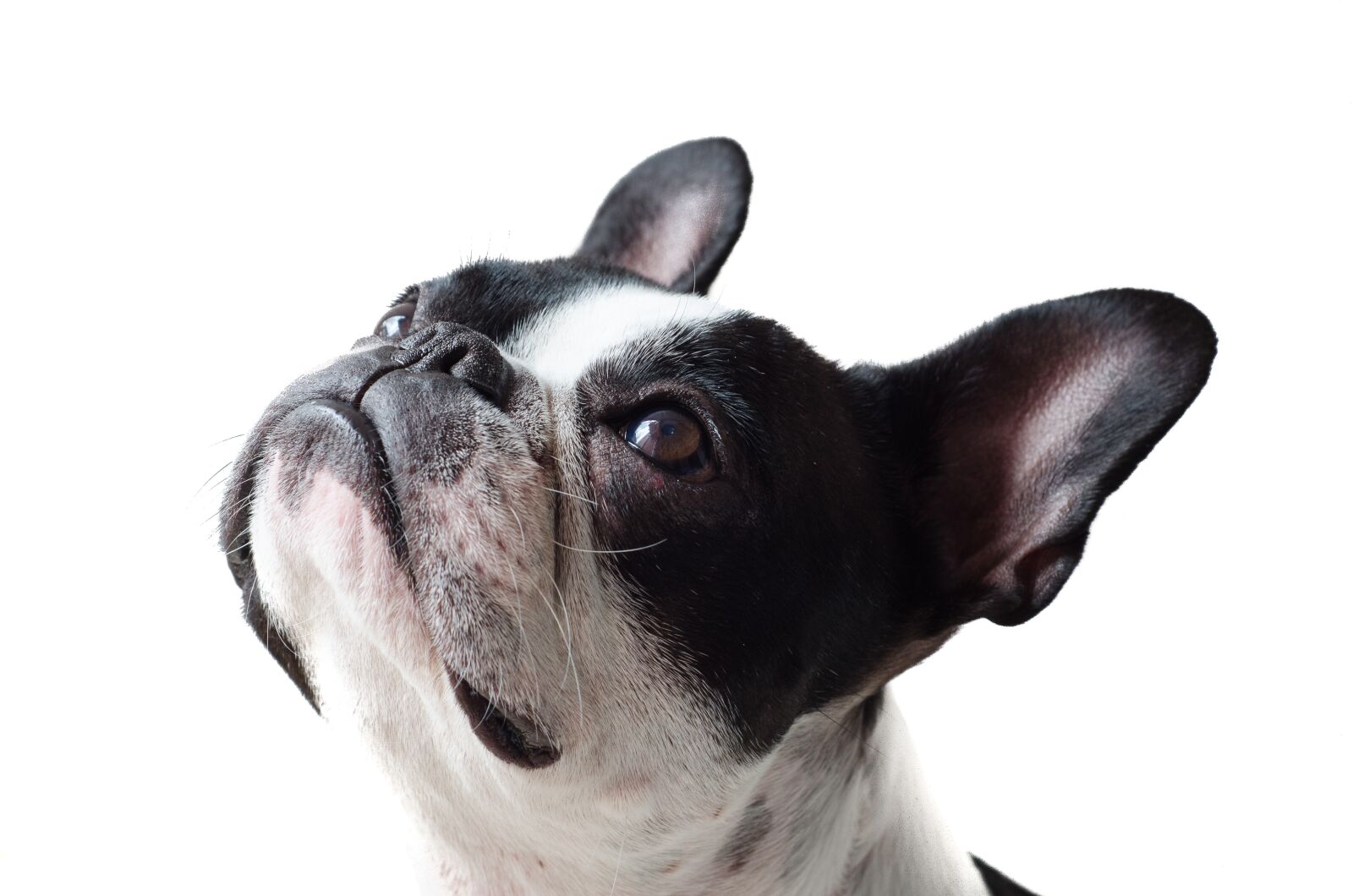 Nikon D7000 sample photo. Dog, frenchie, bulldog photography