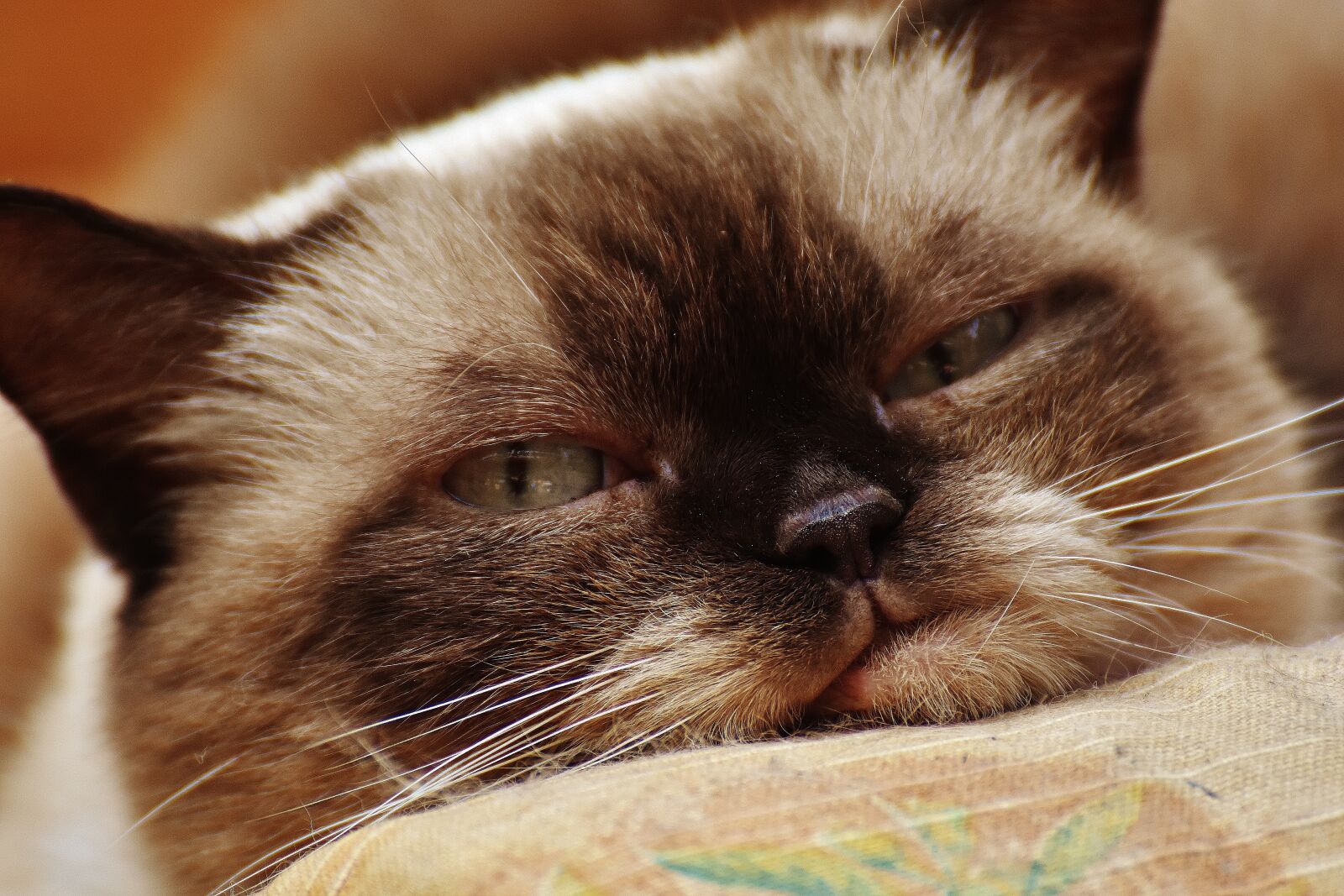 Nikon D7200 sample photo. Cat, british shorthair, thoroughbred photography