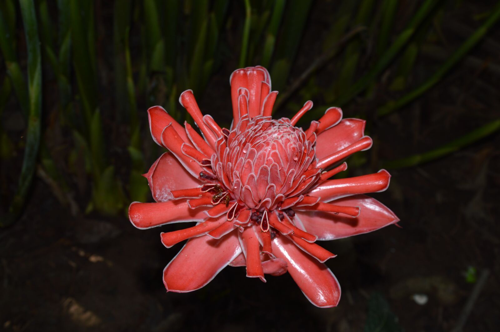 Nikon D3200 sample photo. Flower, red, love photography