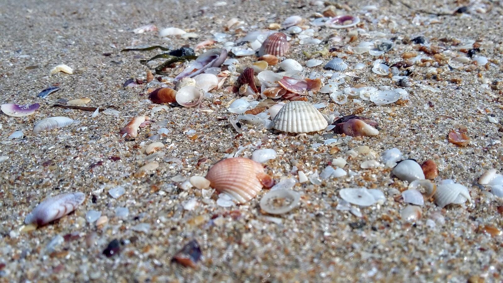 Samsung Galaxy A3 sample photo. Sand, beach, seashell photography