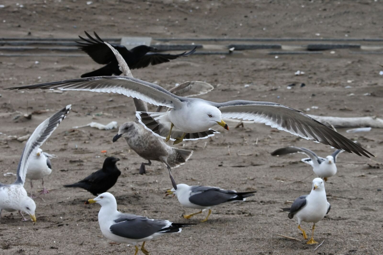 Nikon 1 Nikkor VR 30-110mm F3.8-5.6 sample photo. Animal, coast, beach photography