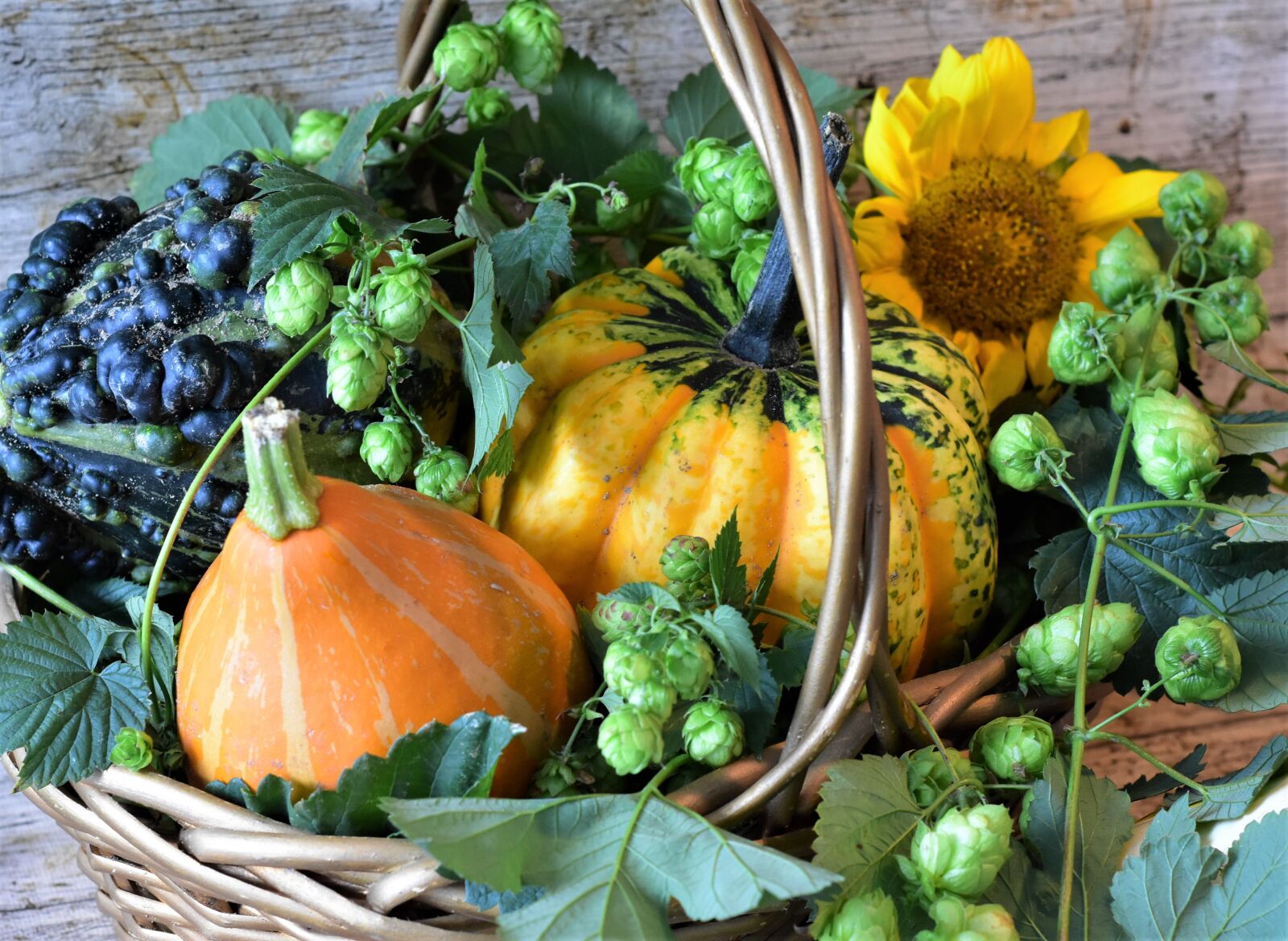 Nikon D7200 sample photo. Pumpkins, hops, ornamental pumpkin photography