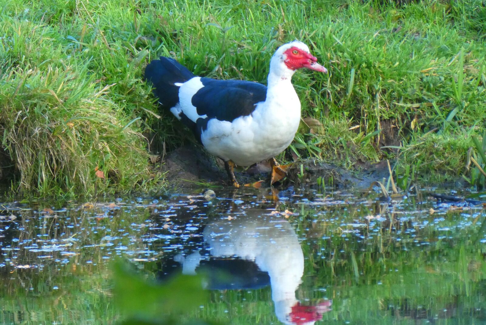 Panasonic Lumix DC-ZS70 (Lumix DC-TZ90) sample photo. Muskuseend, ditch, reflection photography