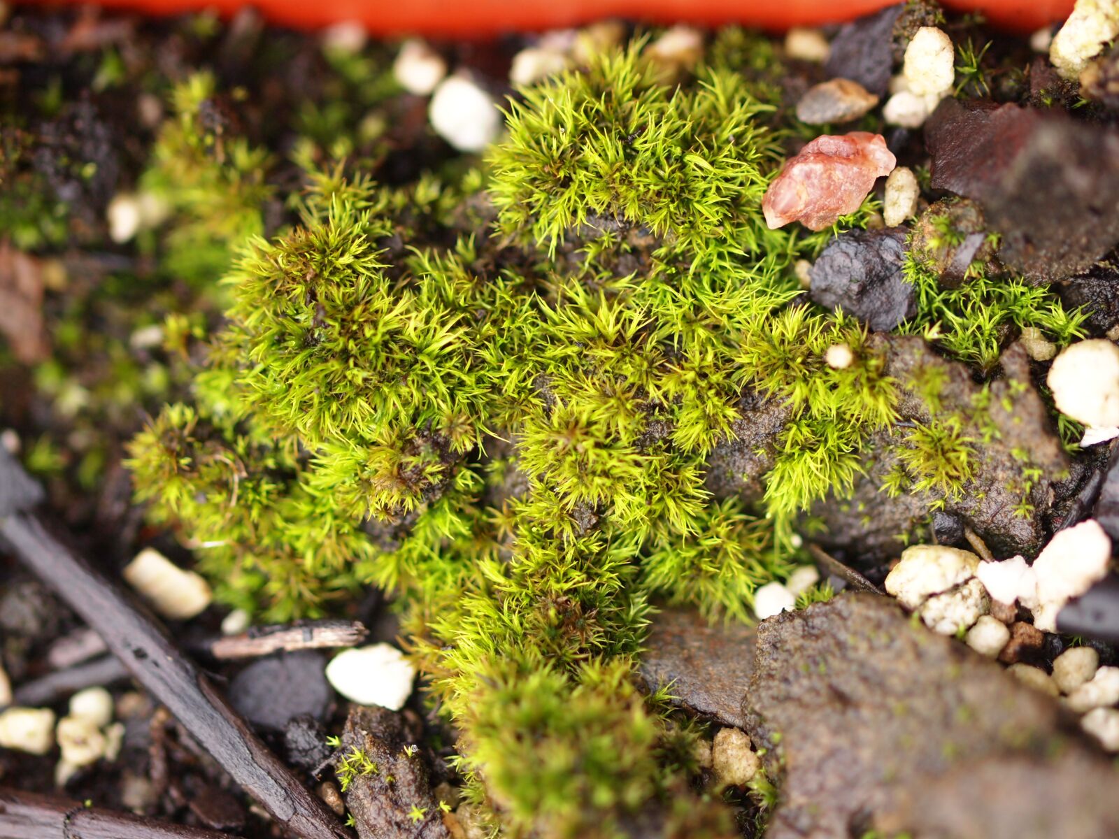 Olympus E-5 sample photo. Lichen, fungus, moss photography