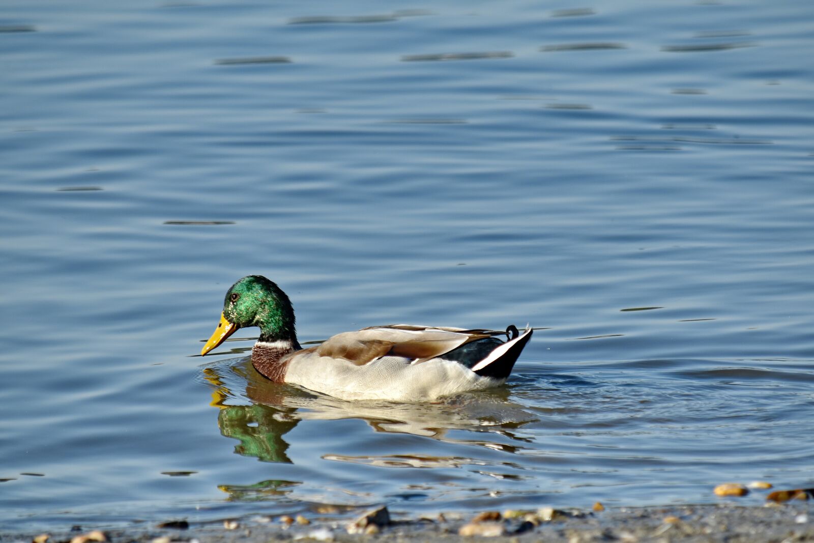Nikon D5500 sample photo. Colorful, mallard, swimming, duck photography
