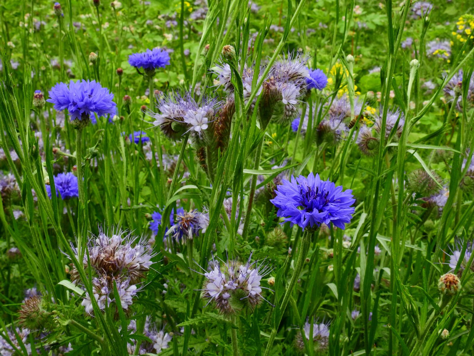 Nikon Coolpix P900 sample photo. Meadow, flower meadow, summer photography