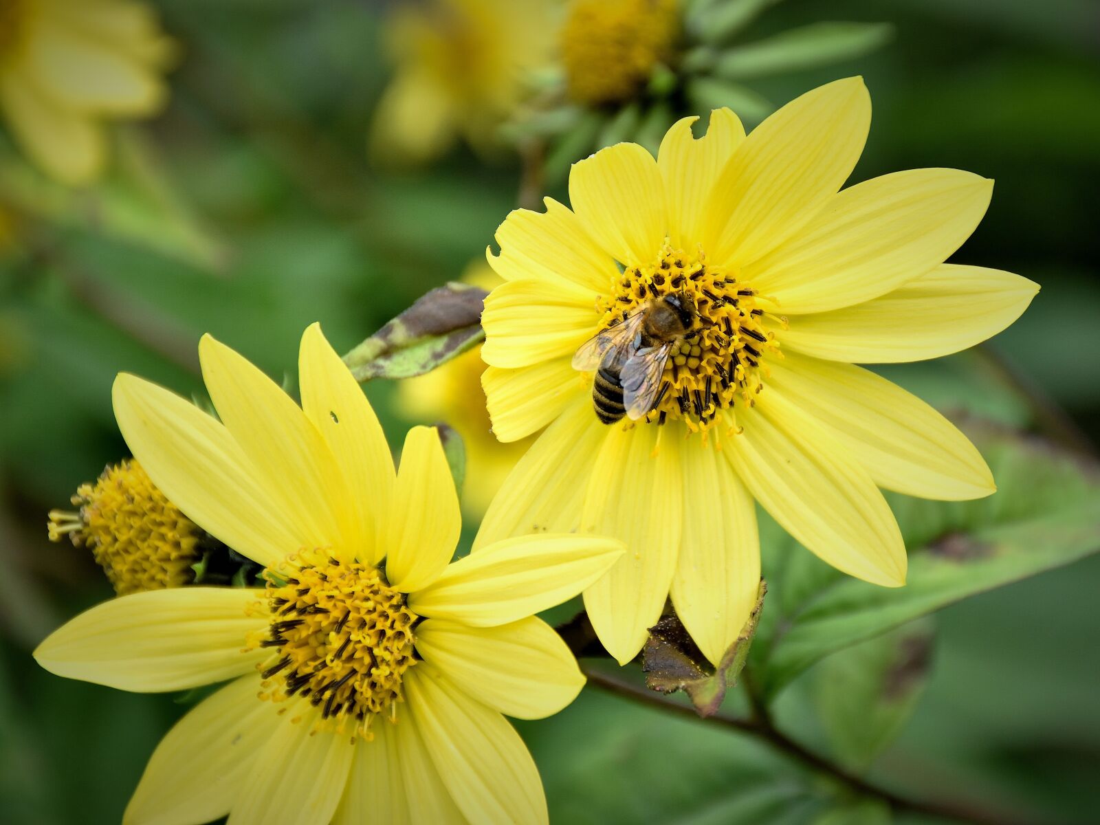 Nikon D5500 sample photo. Bee, blossom, bloom photography