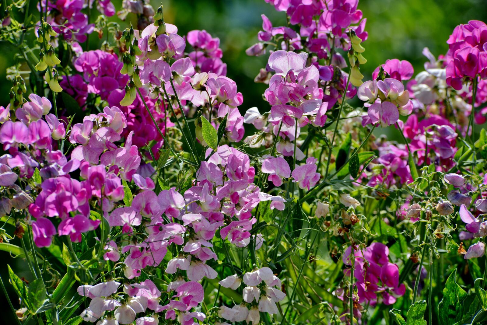 Nikon D600 sample photo. Sweet peas, lathyrus, flora photography