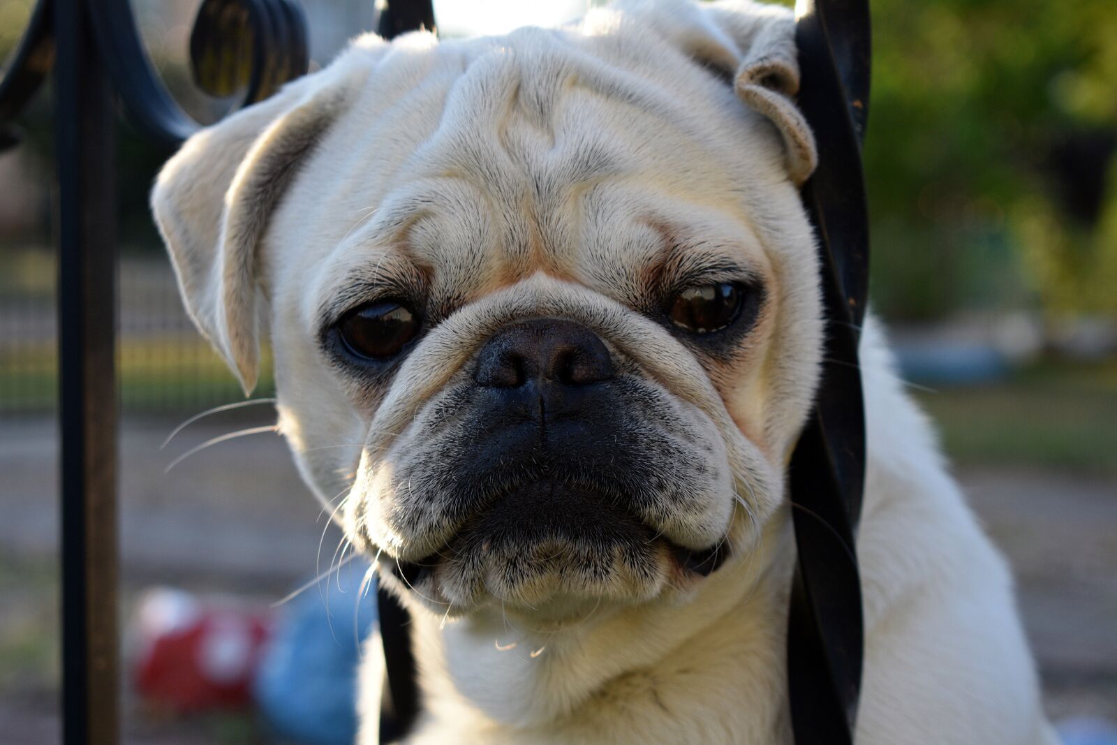 Nikon D3400 sample photo. Dog, doggy, puppy photography