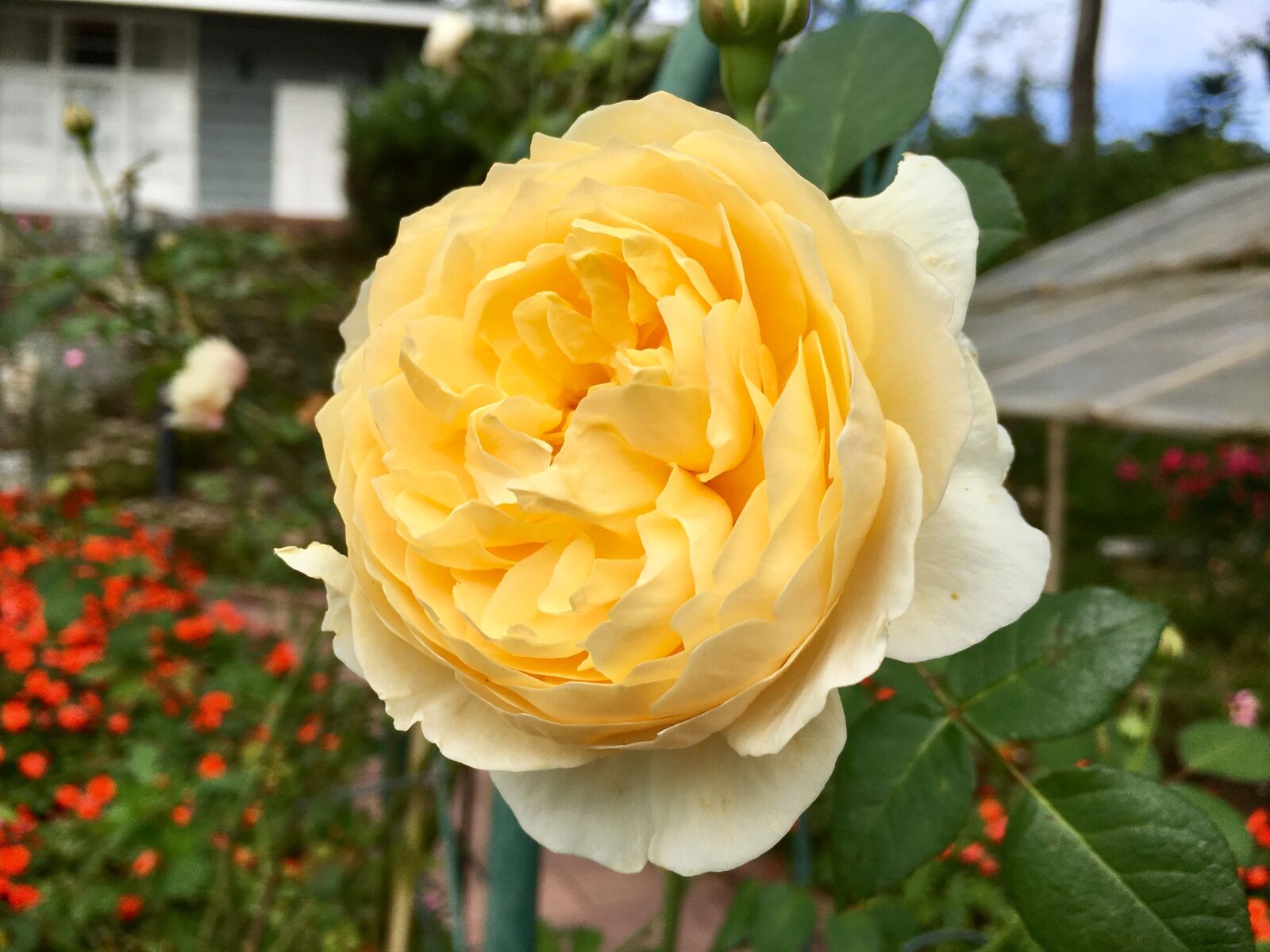 Apple iPhone 6s sample photo. A rose, yellow rose photography